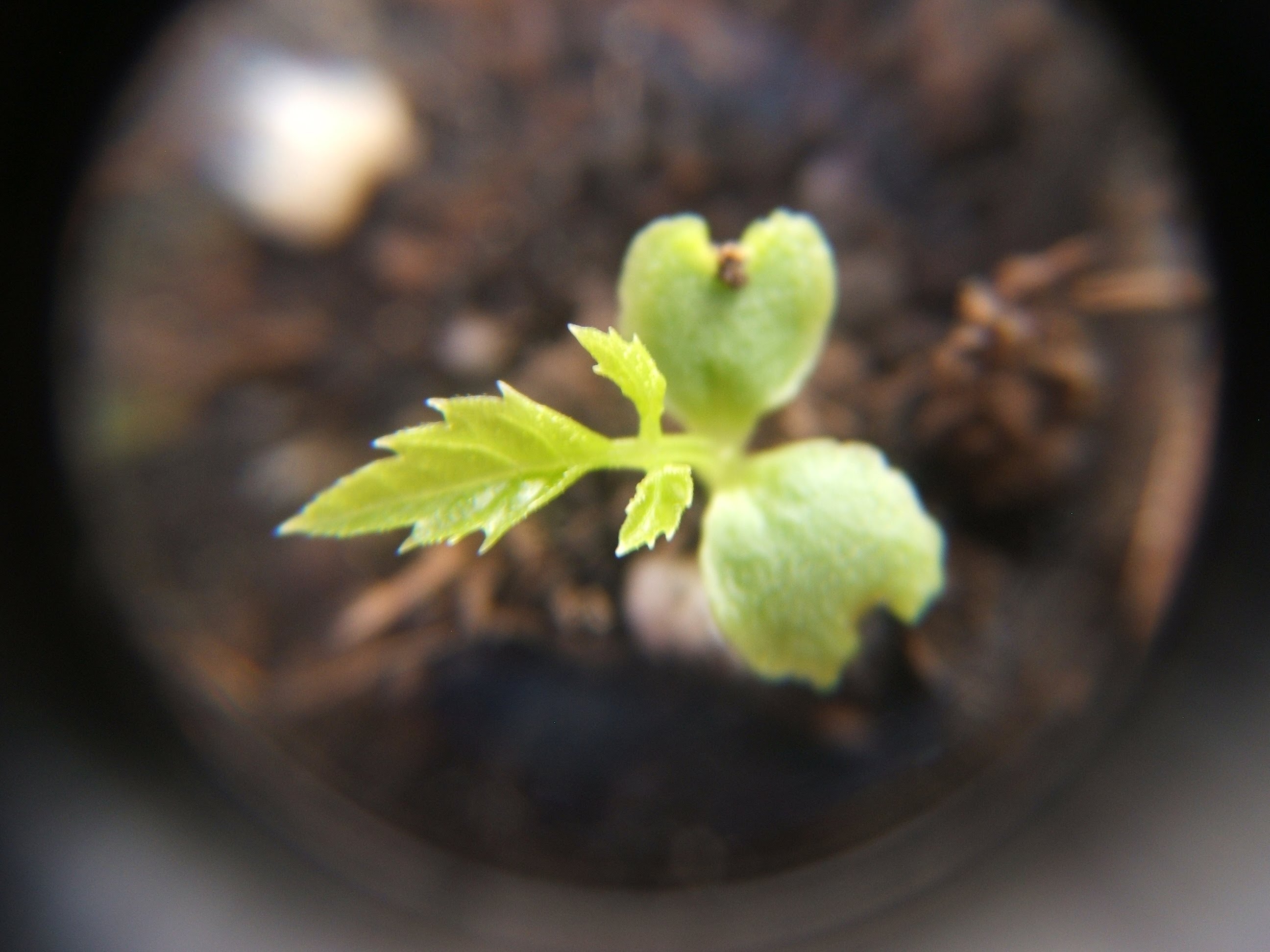 Seedlings of Pepino Melon, Tree Kale, and Jiaogulan - YouTube