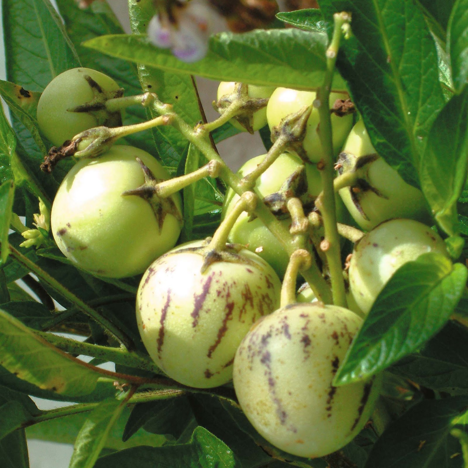 Fruit Warehouse: Melon pear ( Solanum muricatum )