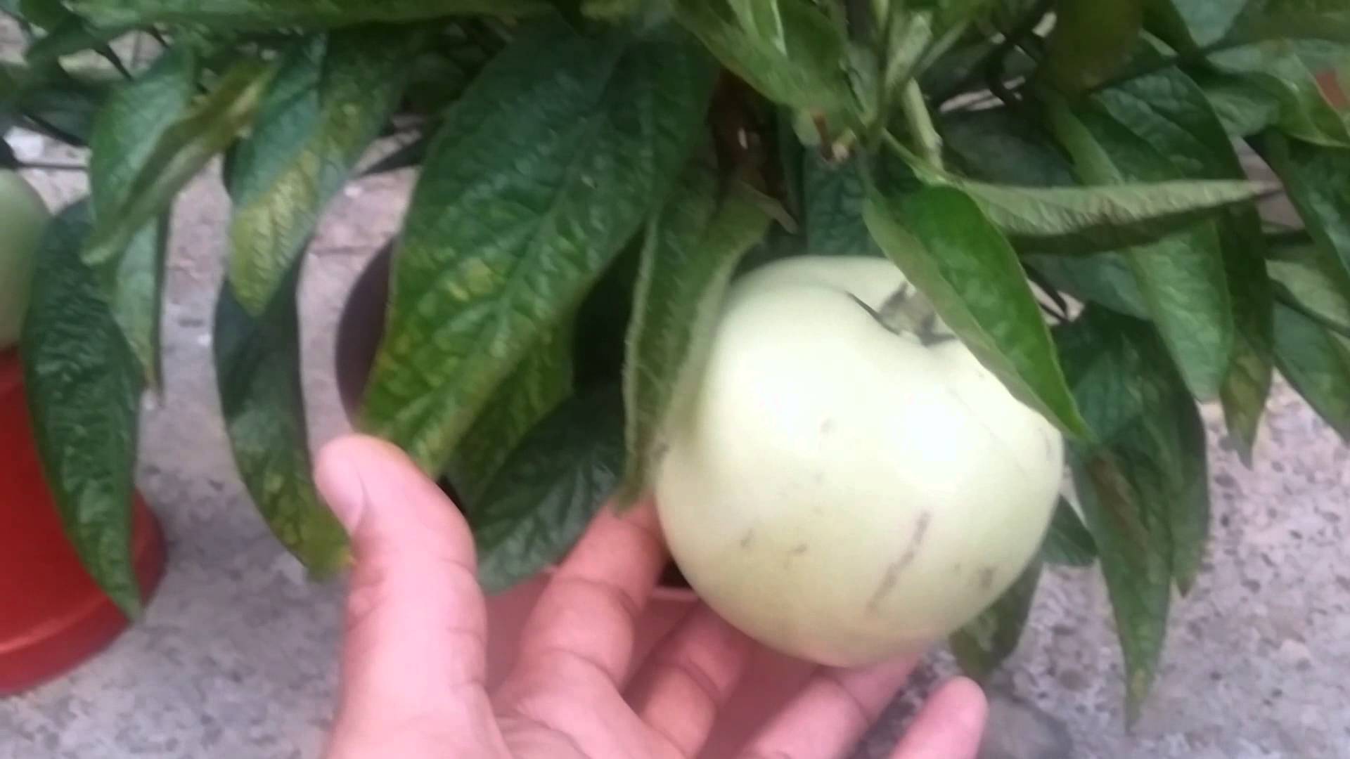 Pepino melon update - YouTube