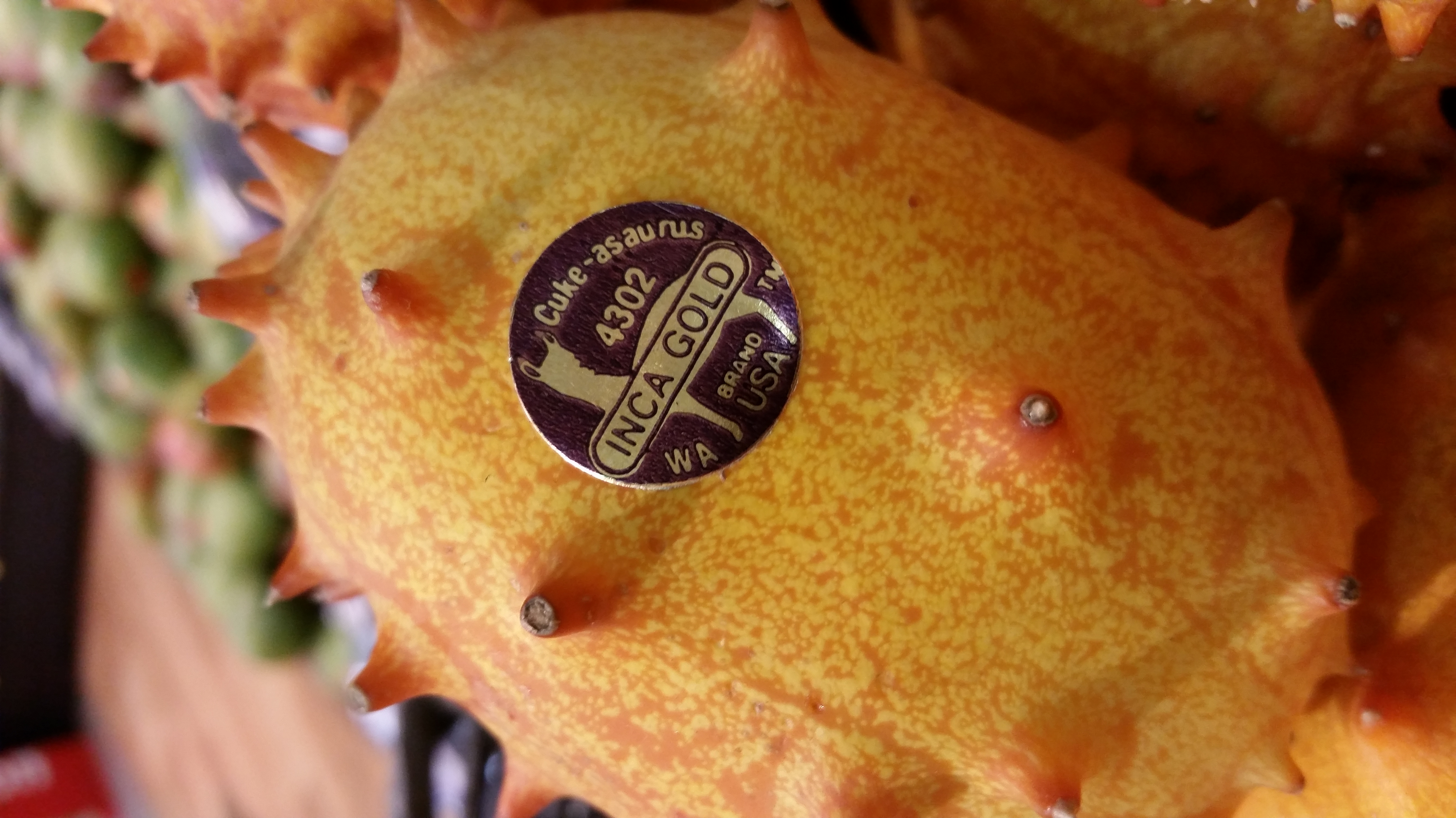 The Kiwano and Pepino: Crops for the Back Forty » Panhandle Agriculture