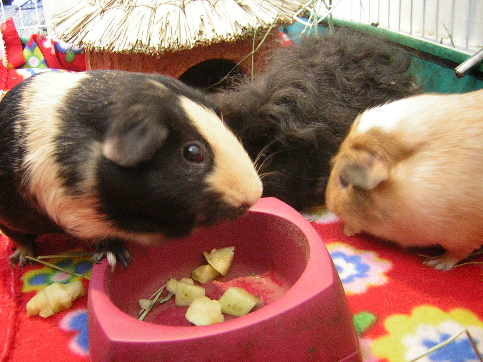 Cavy Savvy: A Guinea Pig Blog: Can Guinea Pigs Eat Pepino Melon?