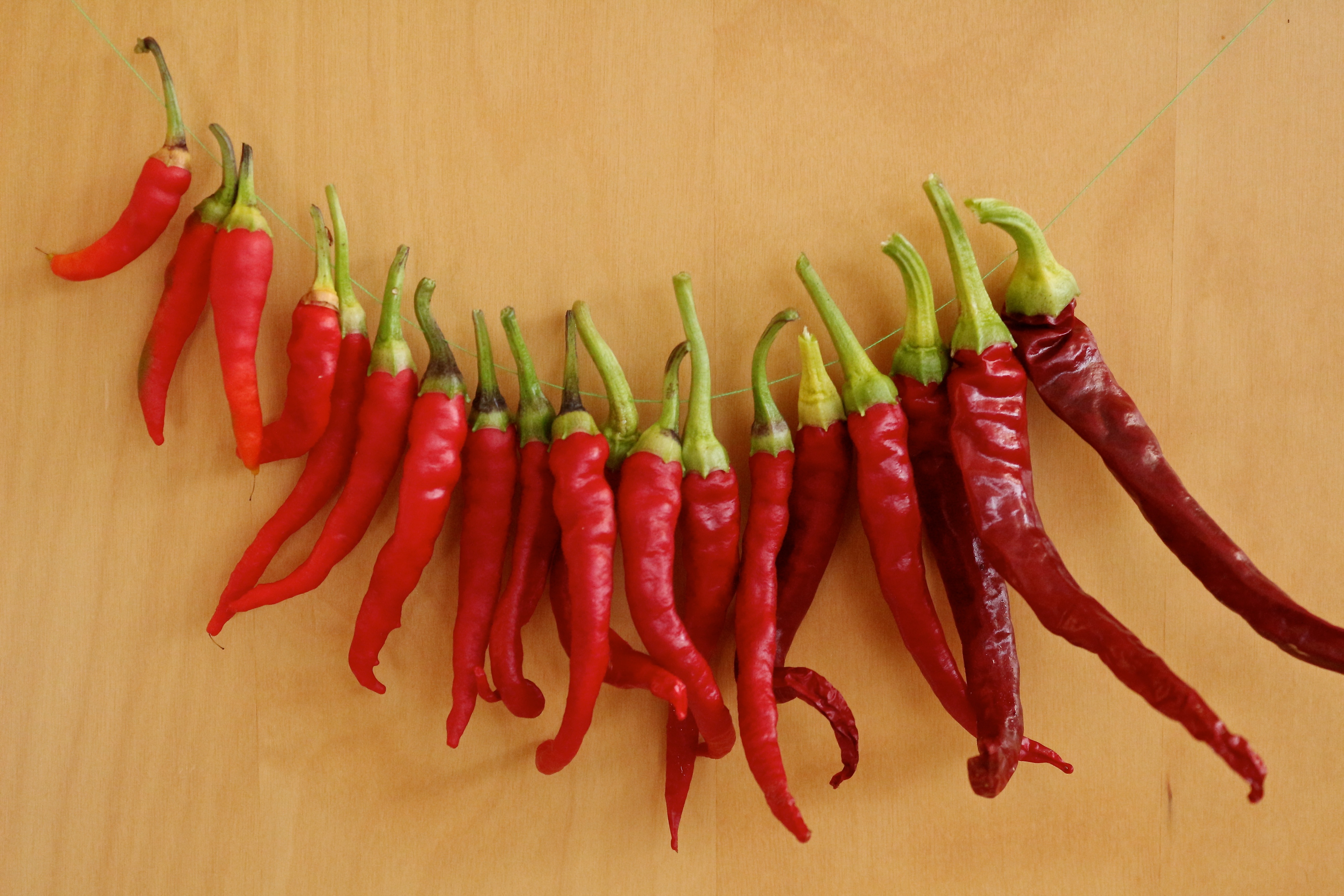 Chilli Peppers. – cuckoo's veg patch