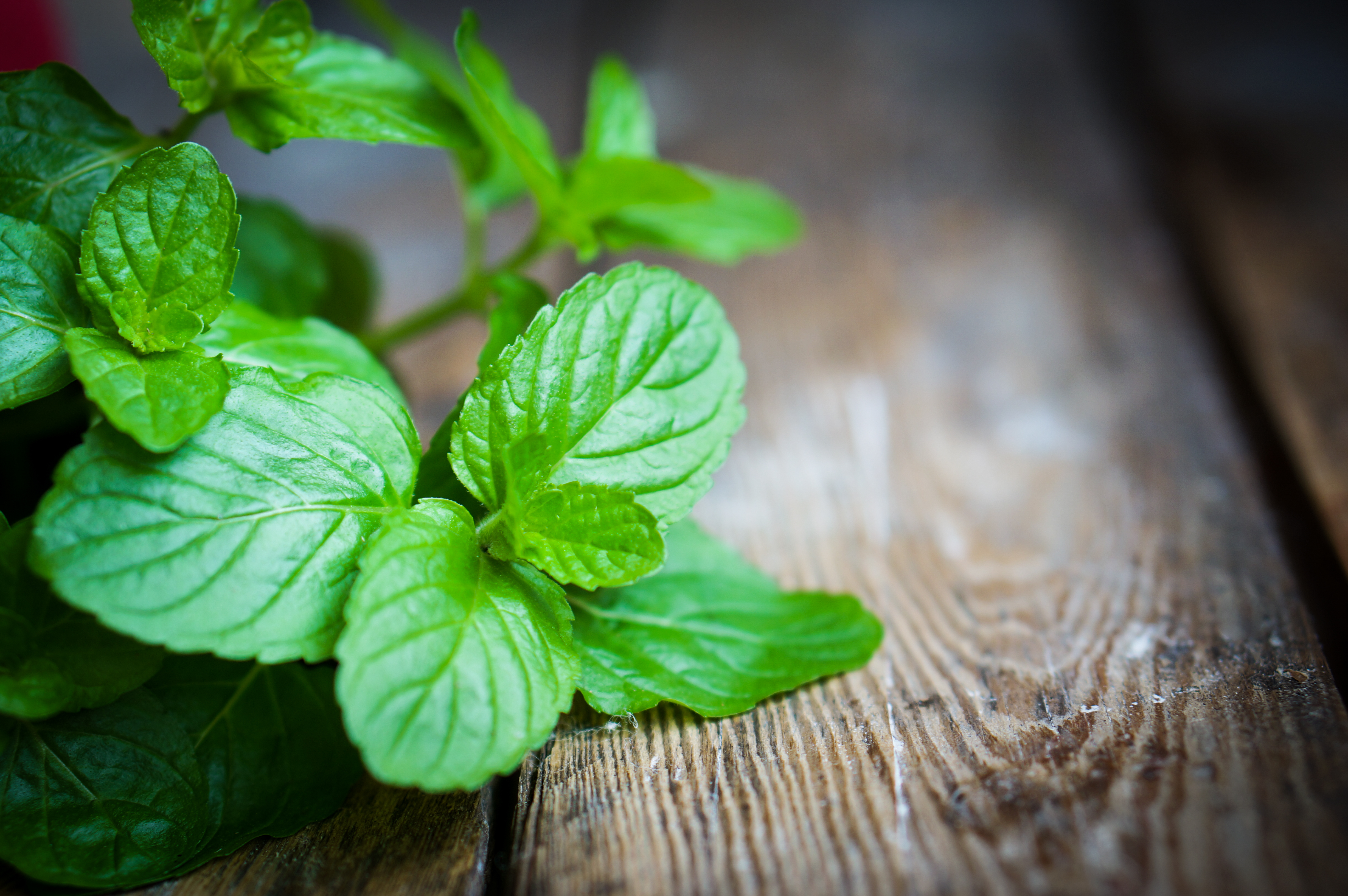 Place peppermint in your home and never worry about spiders, mice ...