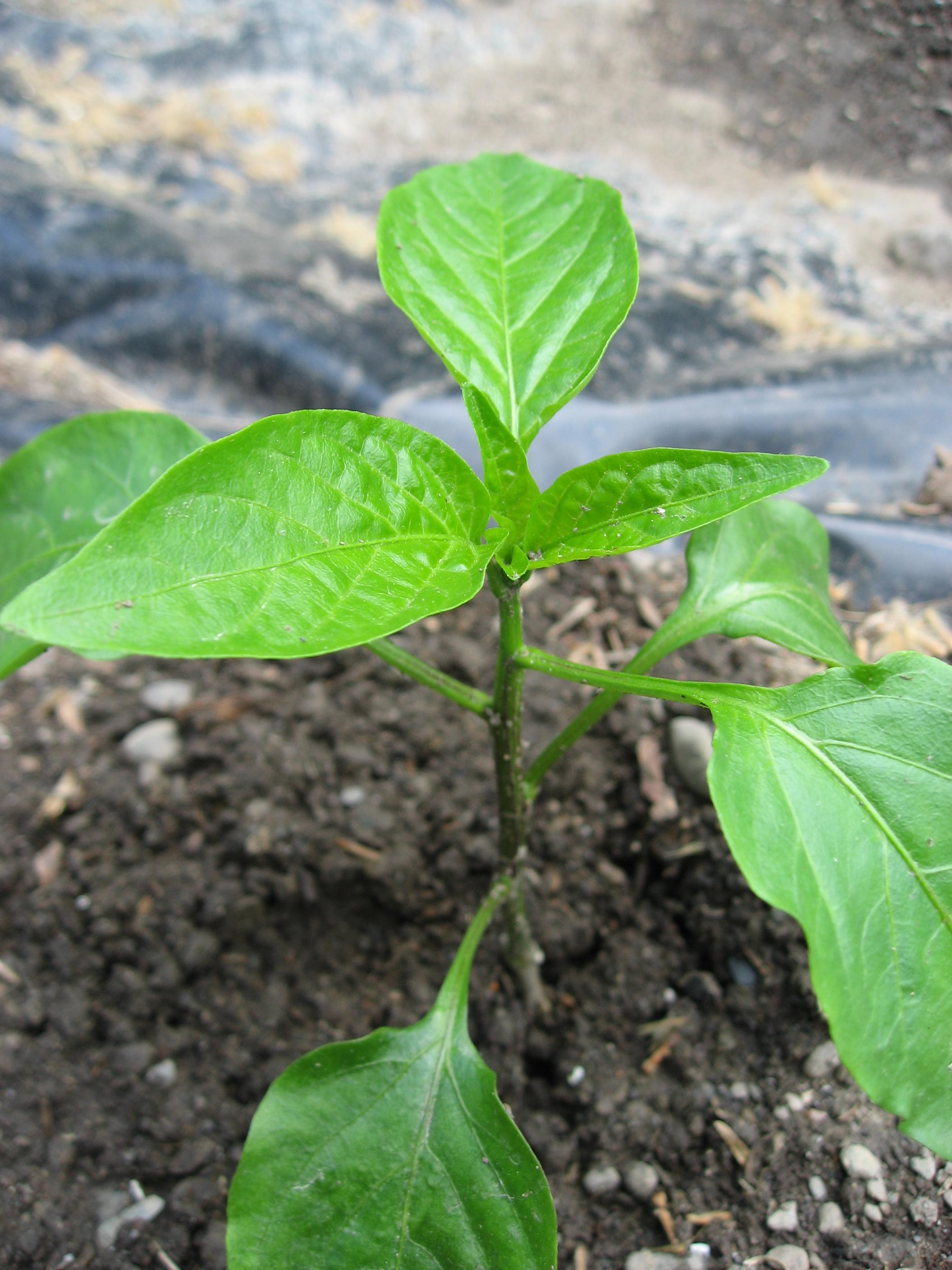 Pepper Growing and Harvest Information | Growing Vegetables