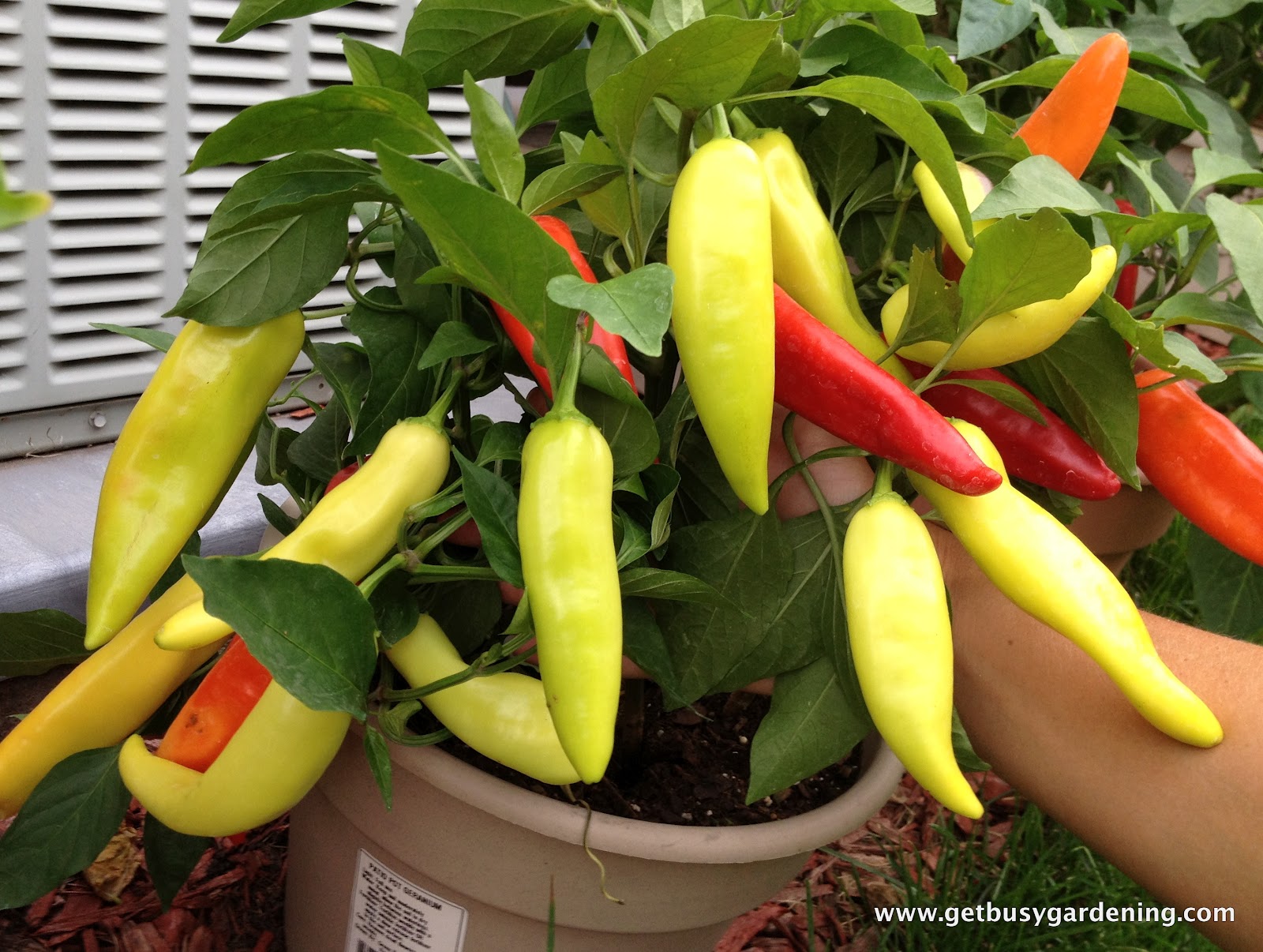 Overwintering Dormant Pepper Plants - Get Busy Gardening