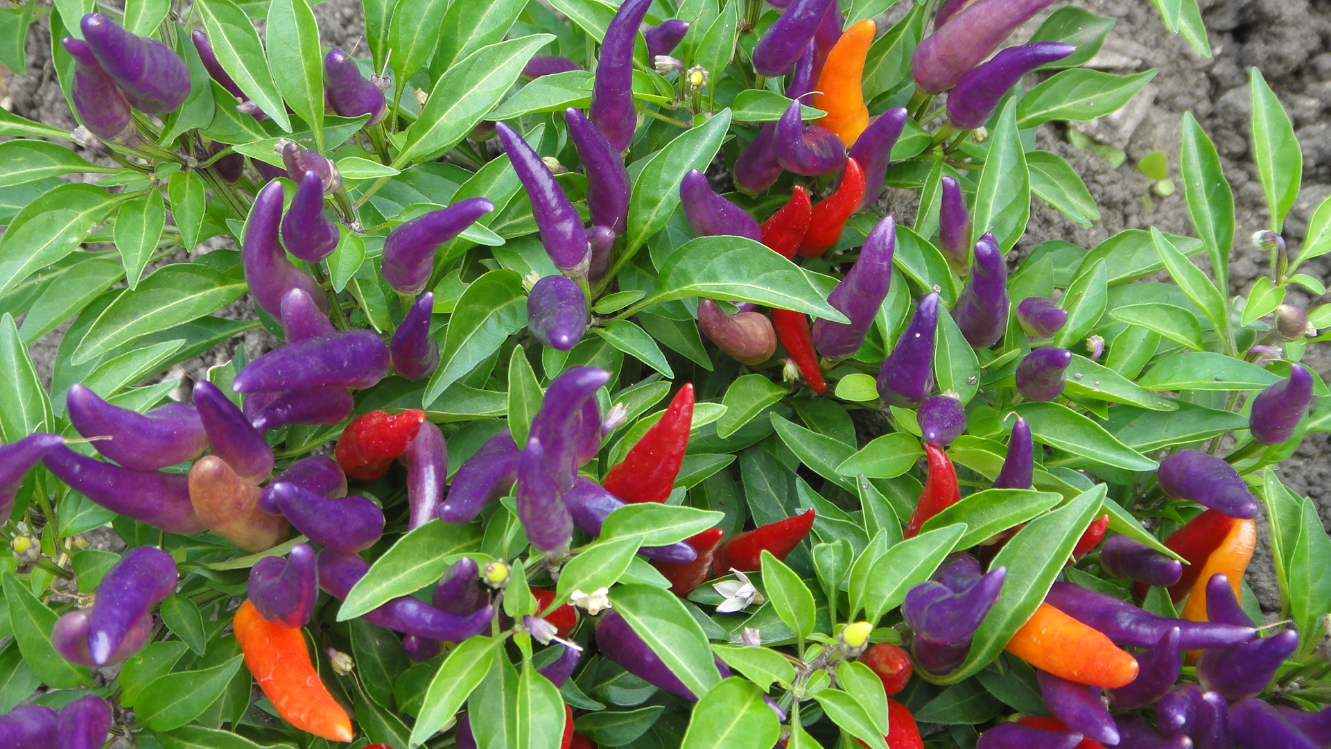 2015 Is the Year of the Sweet Pepper | Indiana Yard and Garden ...