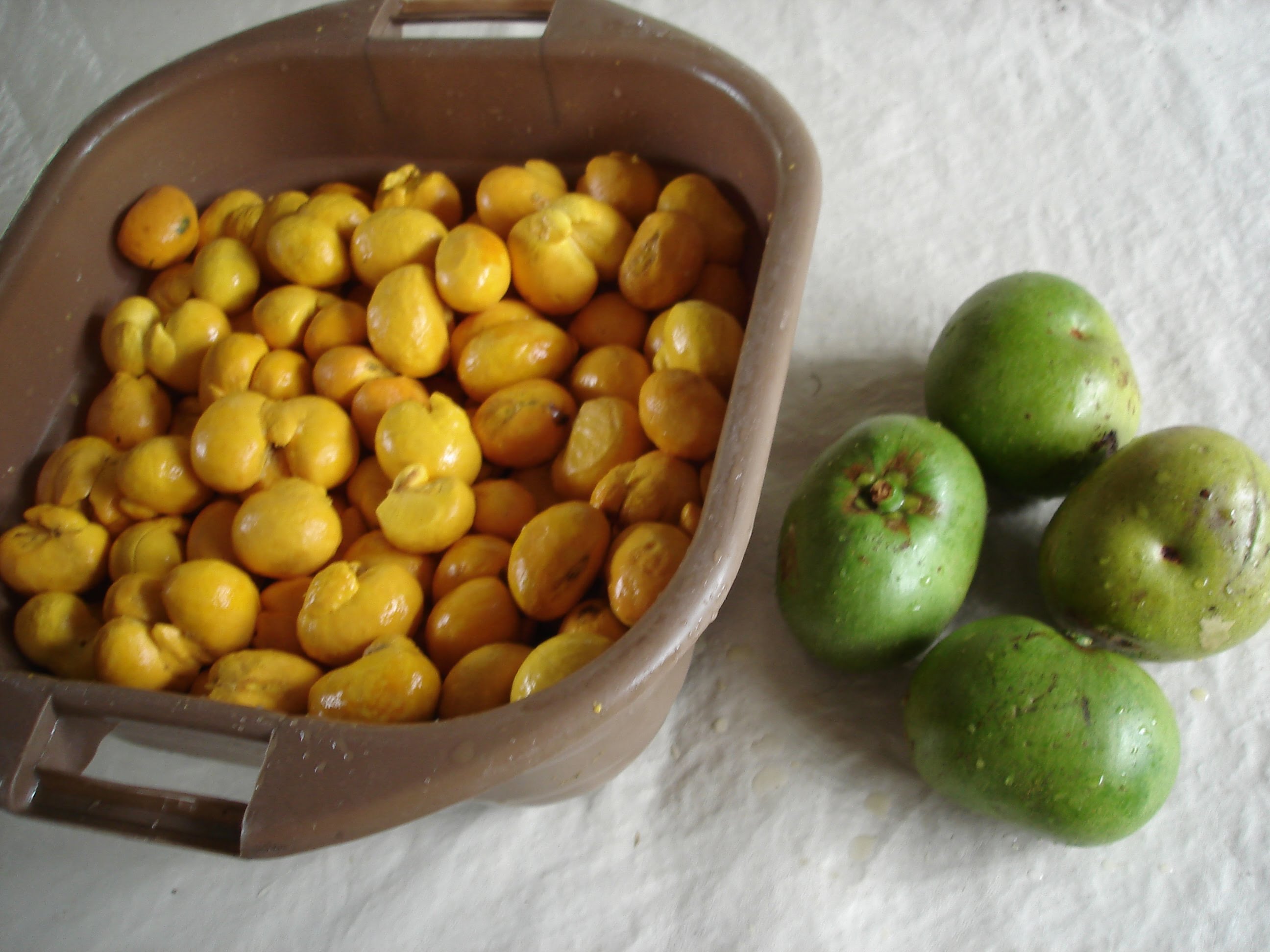 Pequi, Caryocar brasiliense, Fruits of the Brazilian cerrado, Flora ...