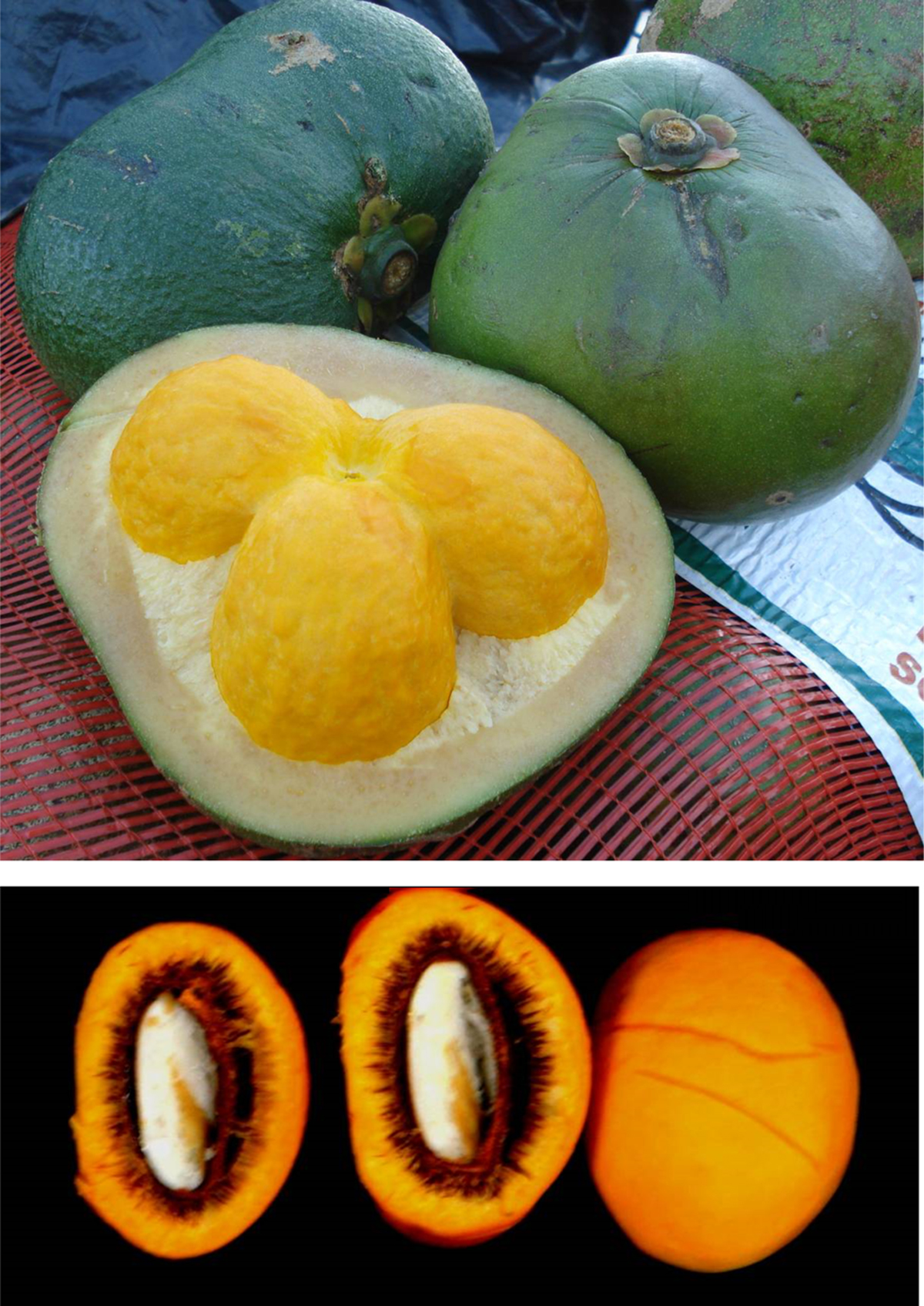 Pequi: a Brazilian fruit with potential uses for the fat industry ...
