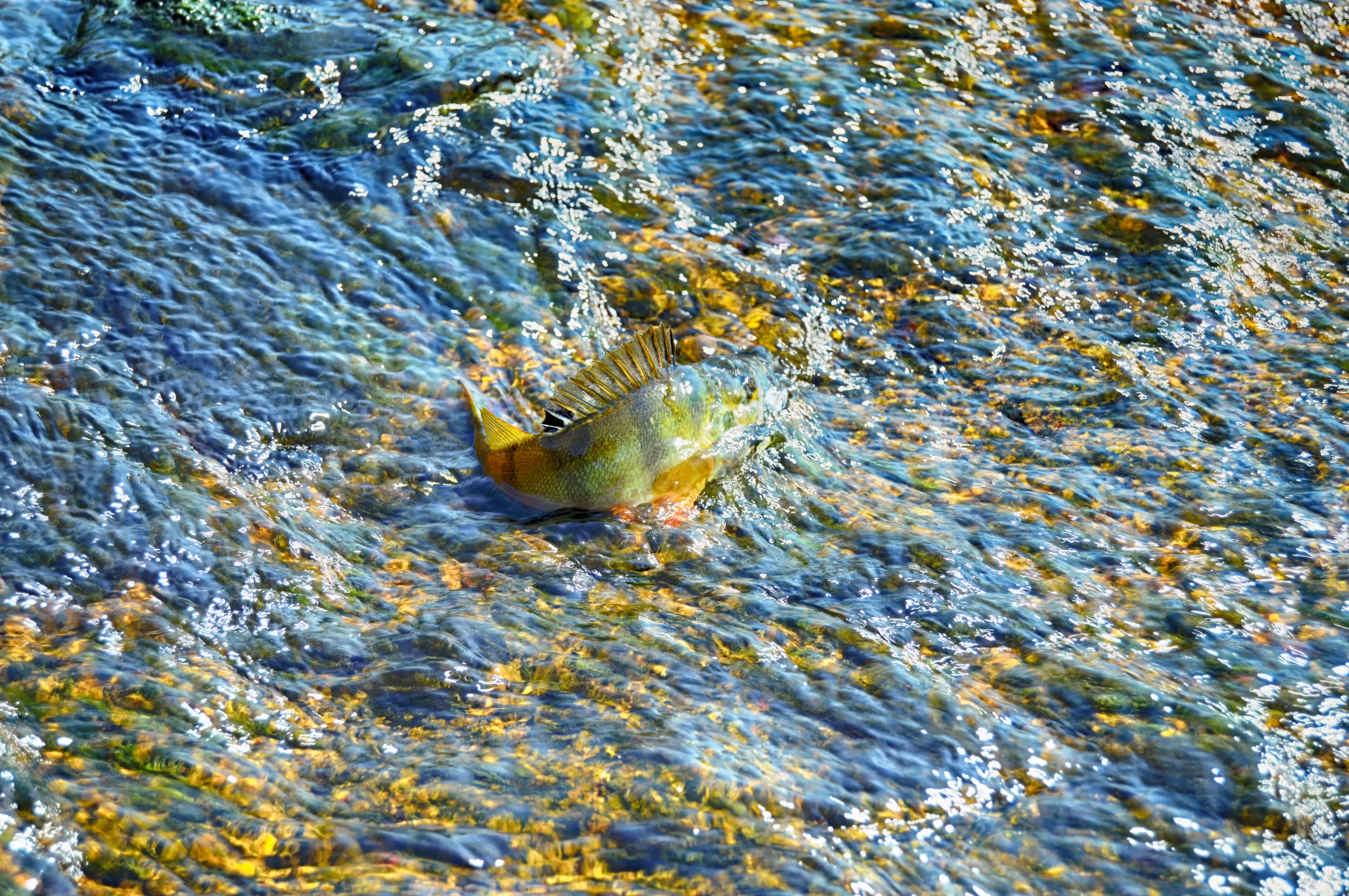 Perch in the rock creek photo