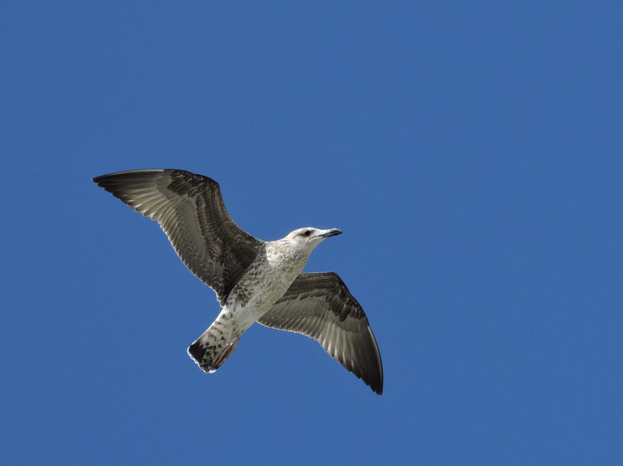 Free Images : wing, sky, animal, seabird, fly, seagull, gull, beak ...