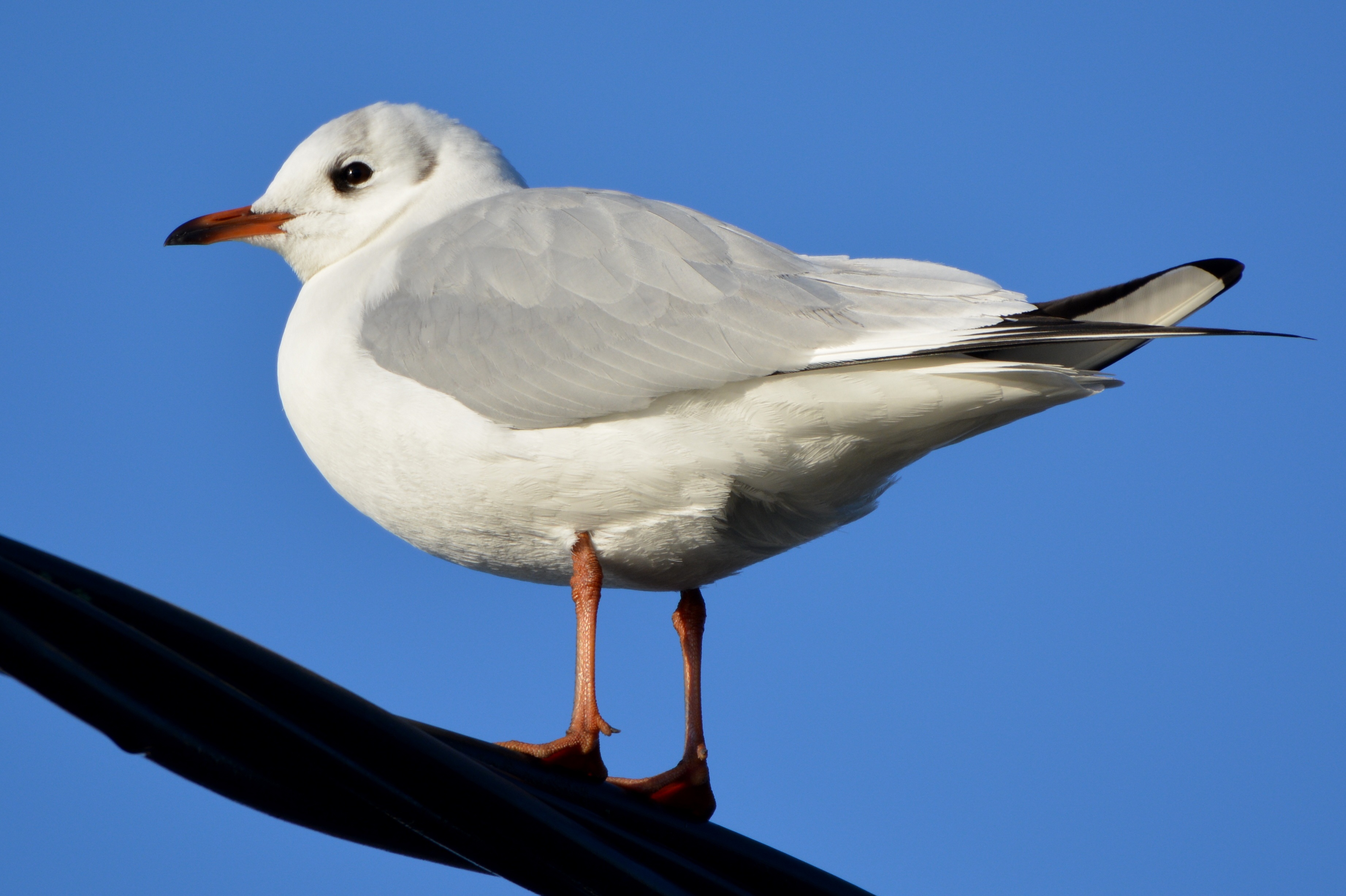 Free Images : wing, animal, seabird, seagull, beak, fauna ...