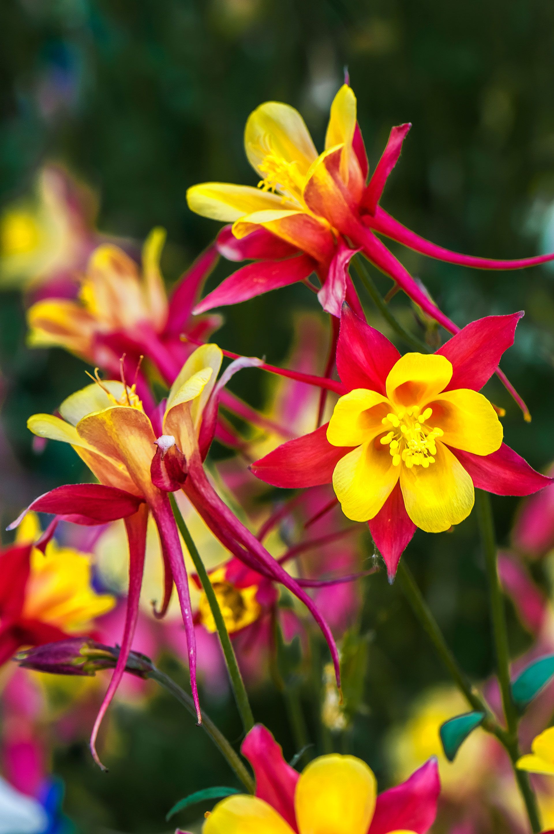 7 Perennials That Will Bloom Multiple Times This Summer | Plants ...