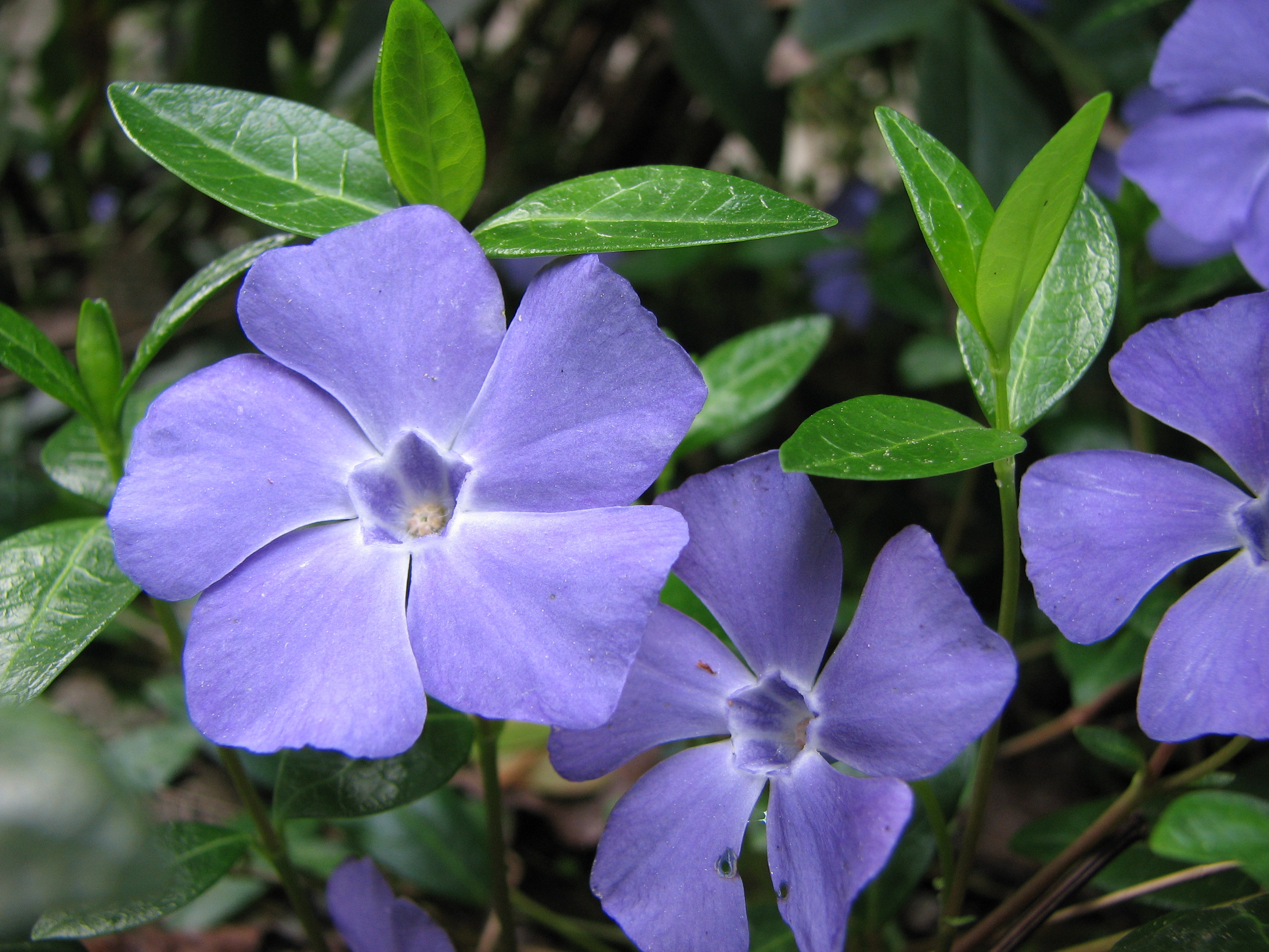 Beautiful flowers on the glade periwinkle wallpapers and images ...