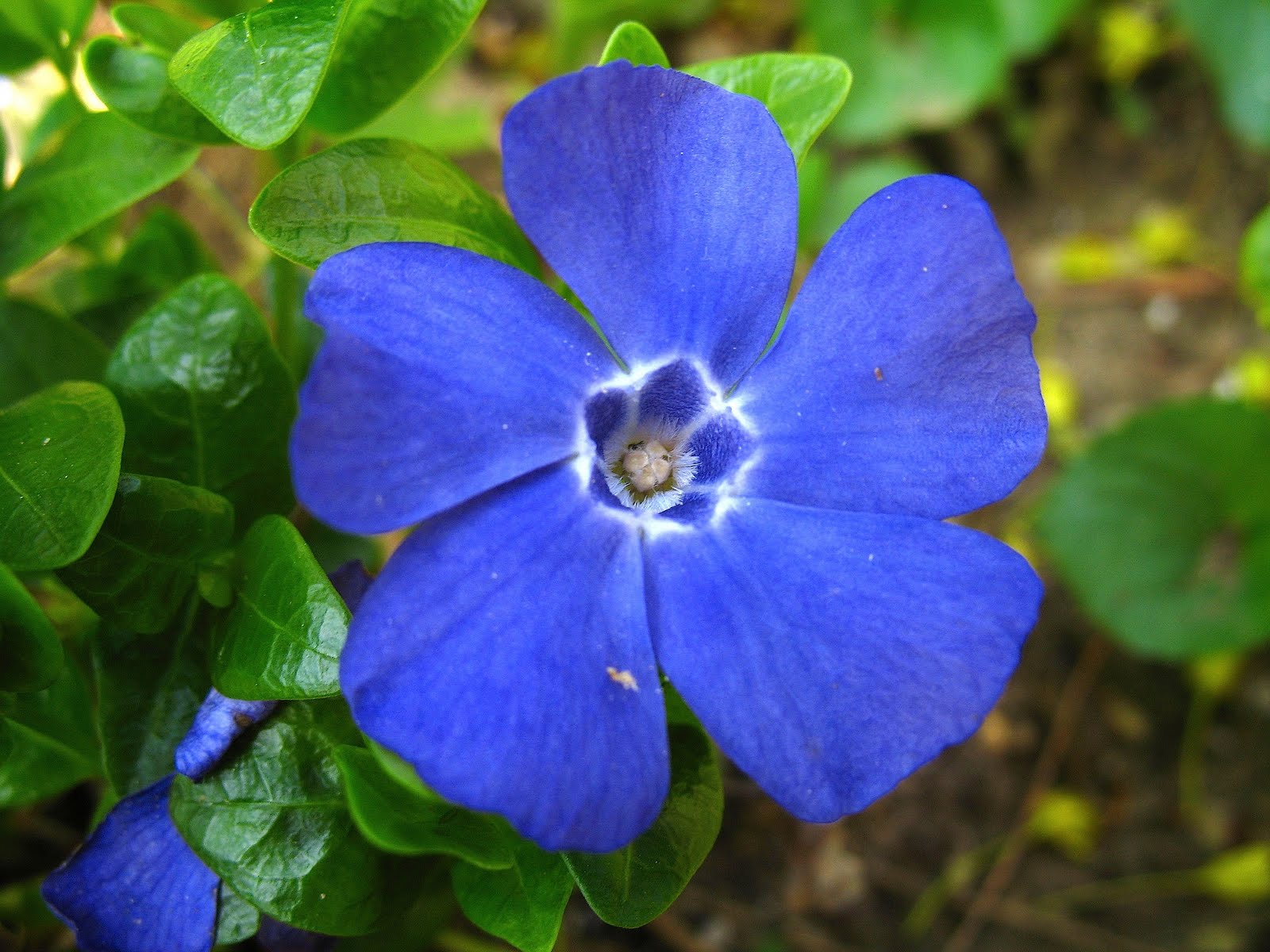 Periwinkle Flow HD Wallpaper, Background Images