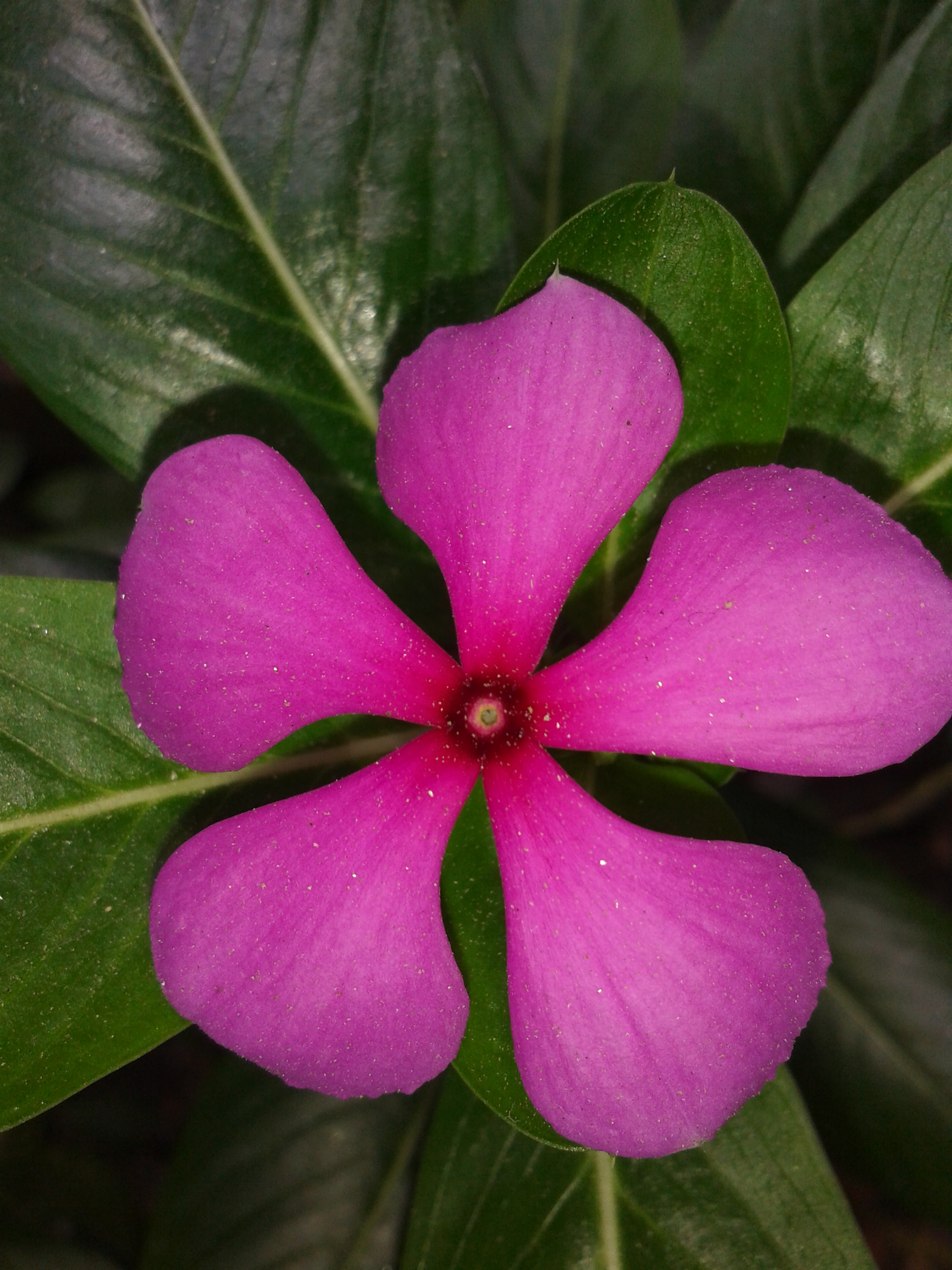 File:Rosy Periwinkle flower.jpg - Wikimedia Commons