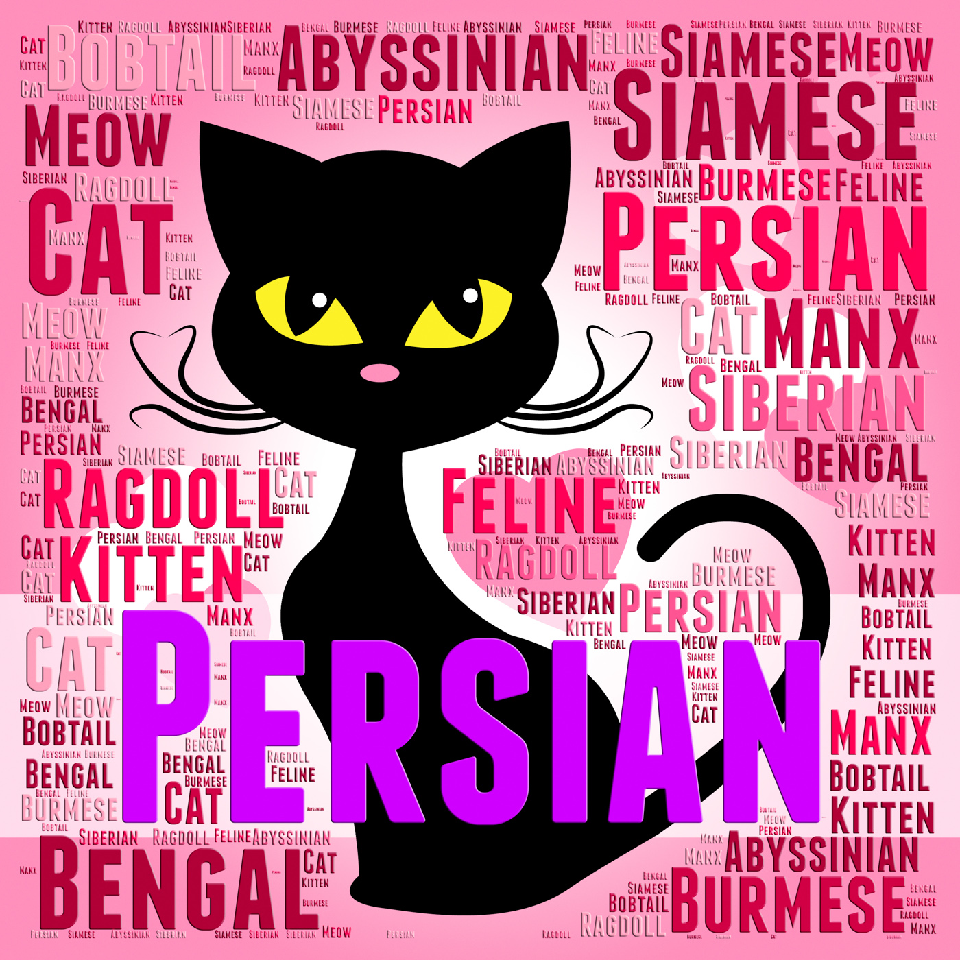 Persian cat represents pet bred and kitten photo