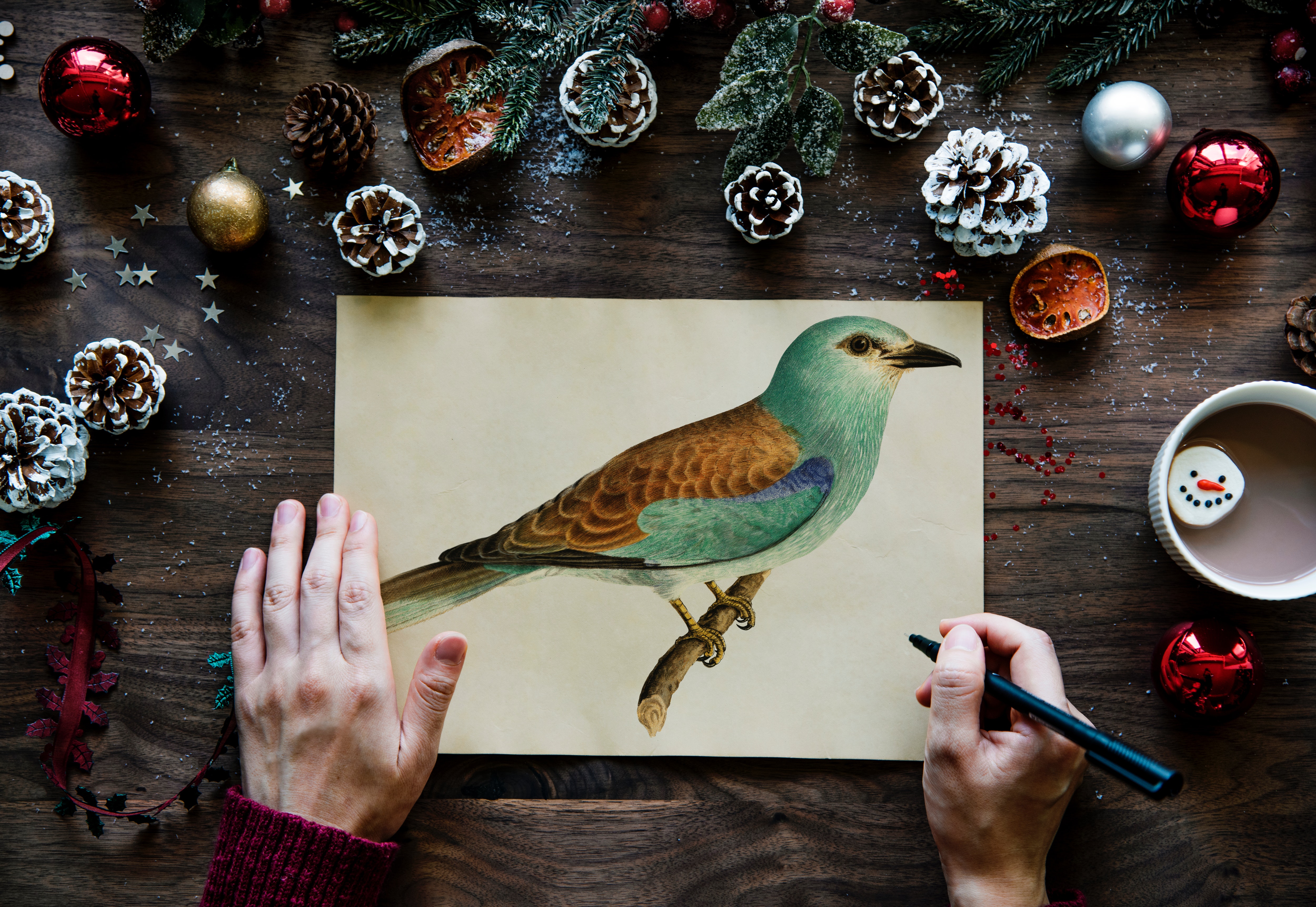 Person drawn green and brown budgerigar photo