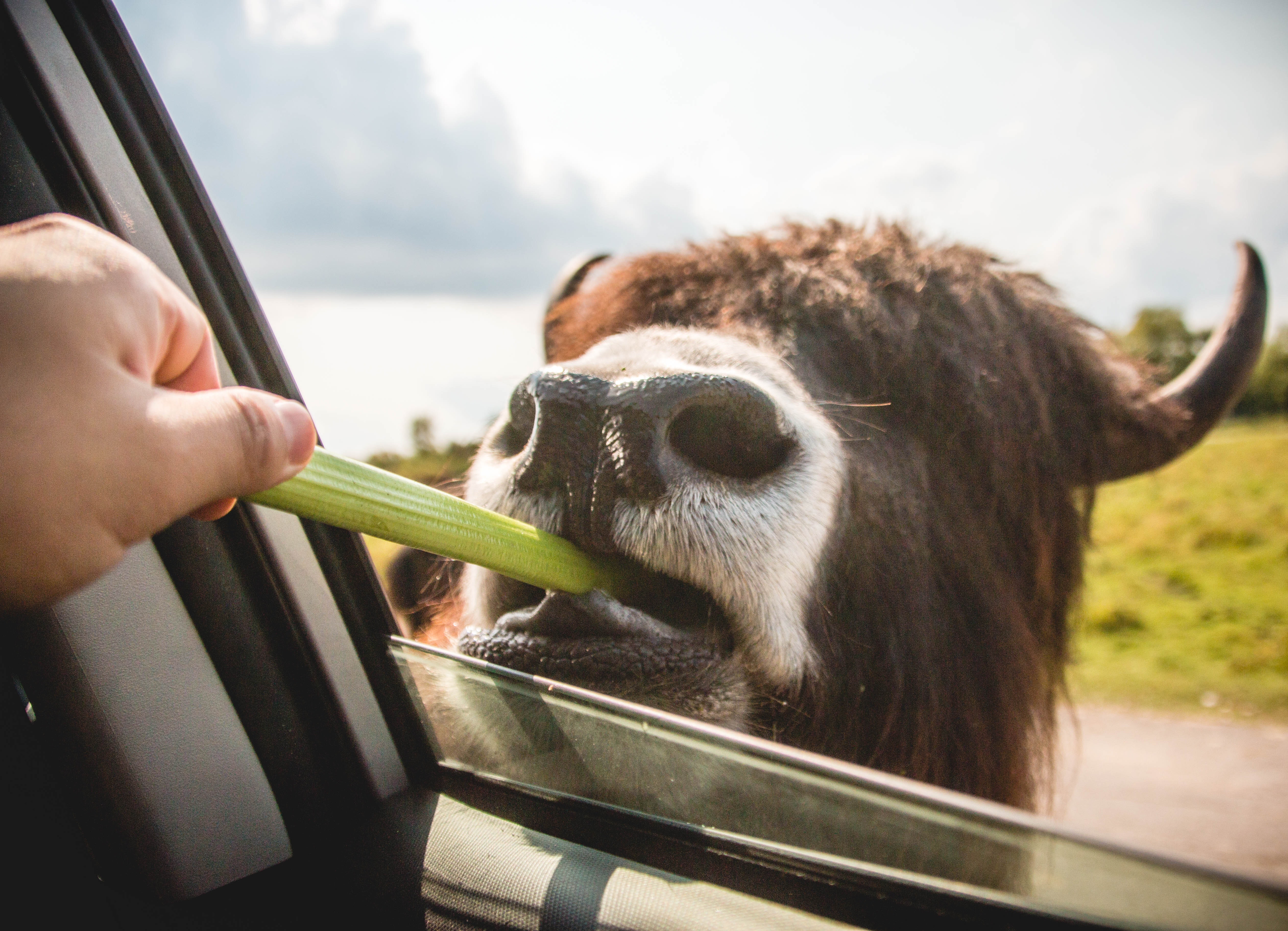 Person feeding vegetable on brown animal photo