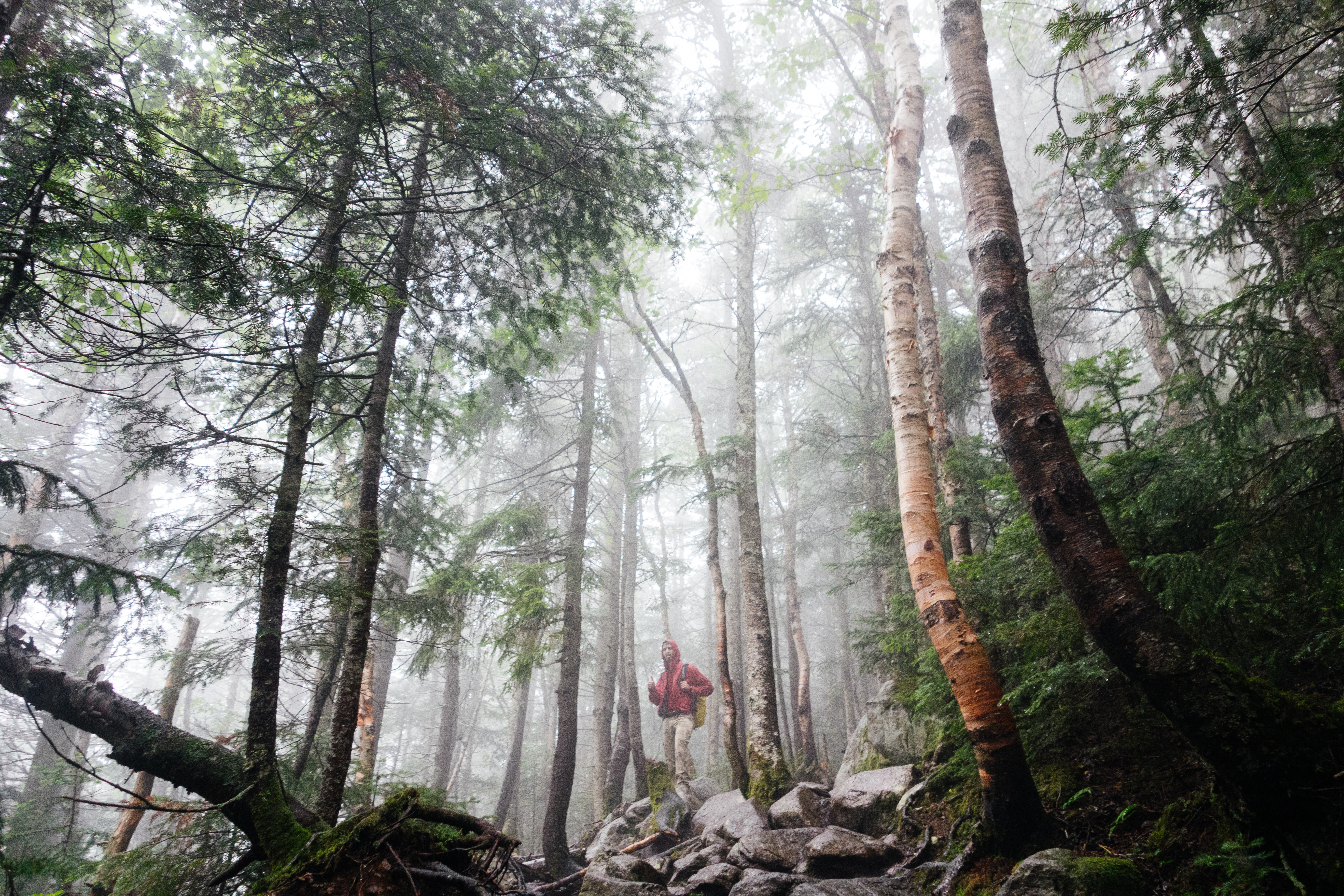 Person Hiking in Forest, Backpack, Fog, Forest, Hiker, HQ Photo