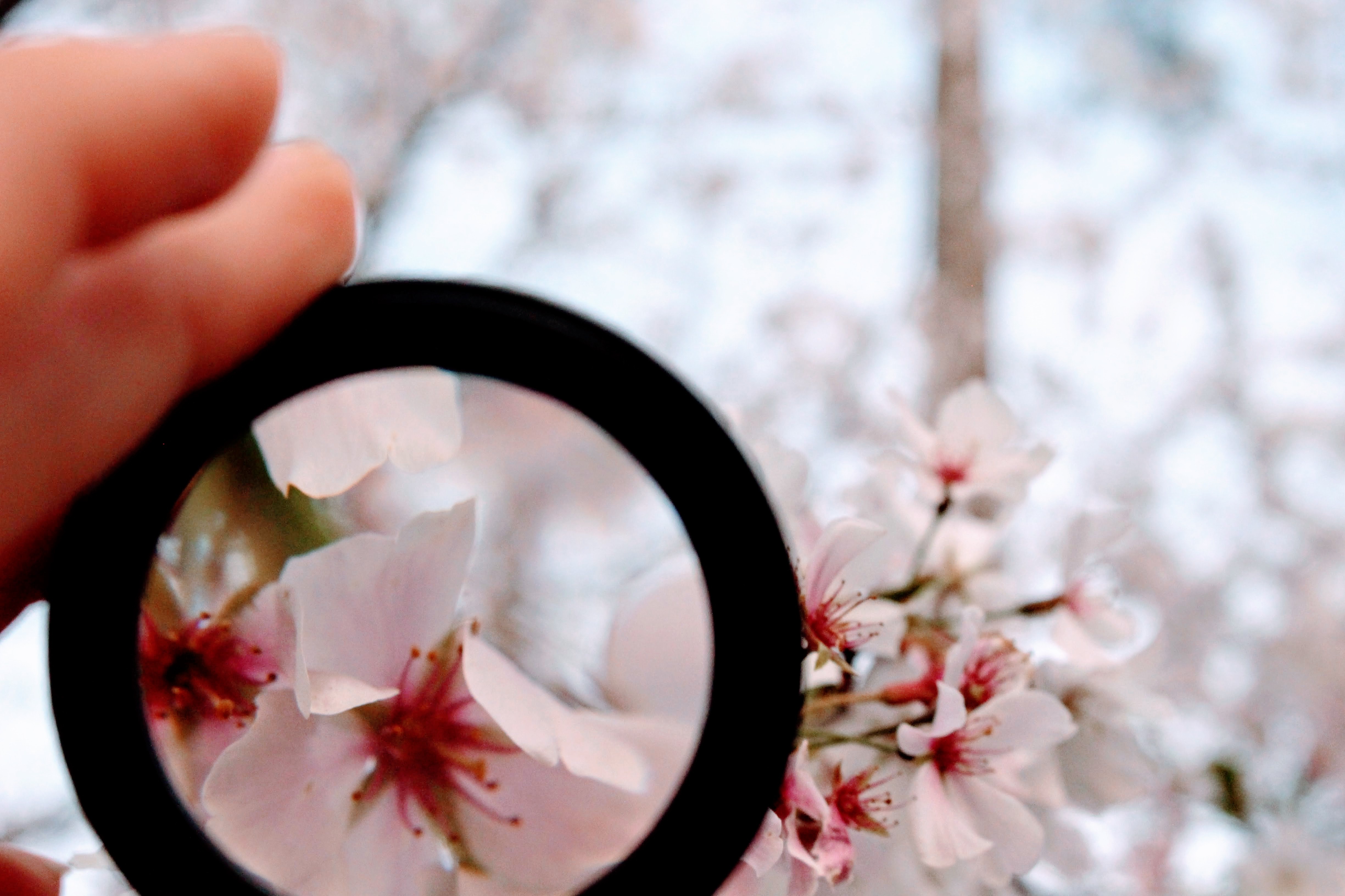 Person Holding Black Magnifying Glass, Beautiful, Focus, Person, Outdoors, HQ Photo