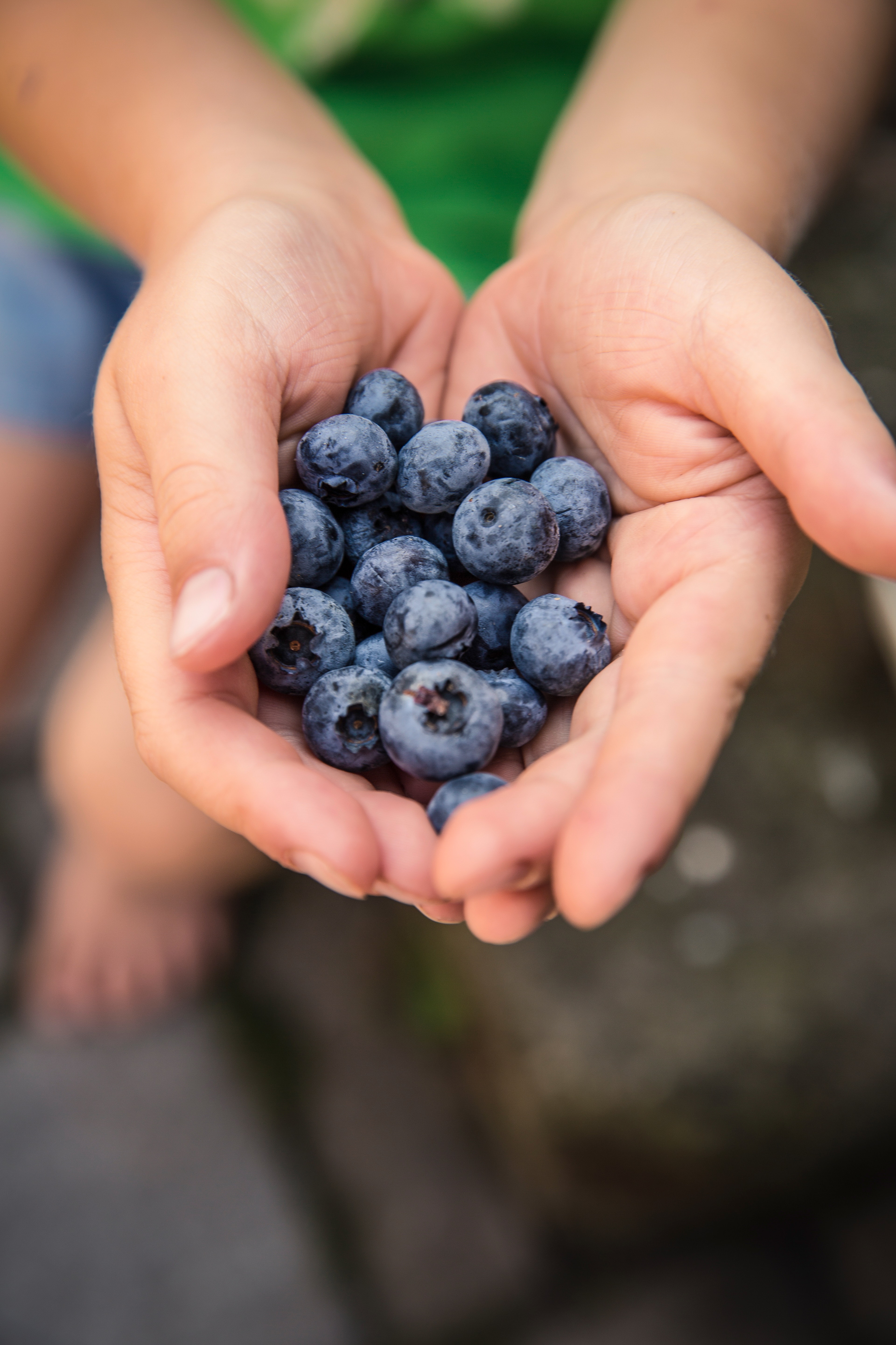 Blueberries on Hand Shallow Focus Photography · Free Stock Photo