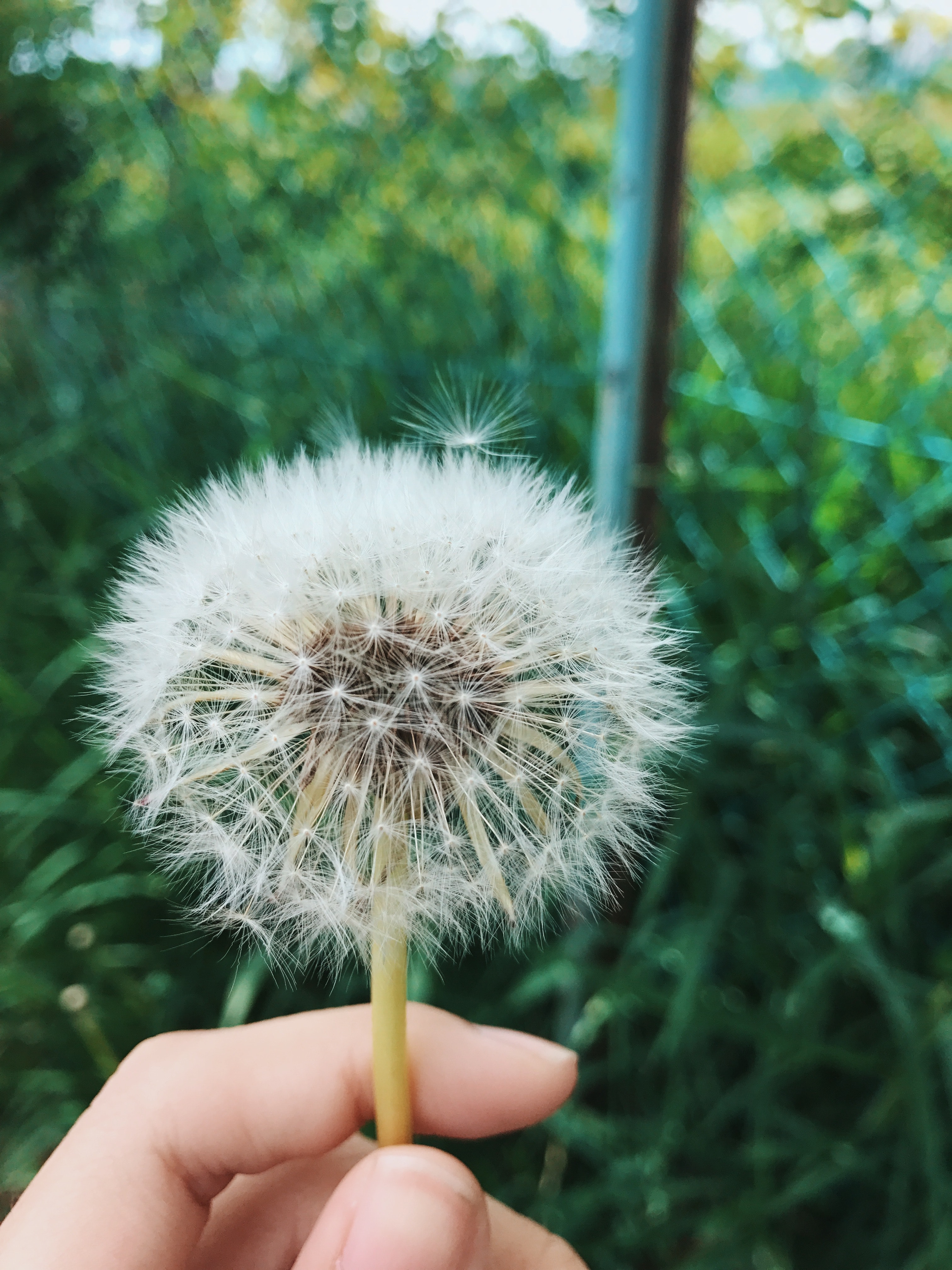 Person holding dandelion flower at daytime photo