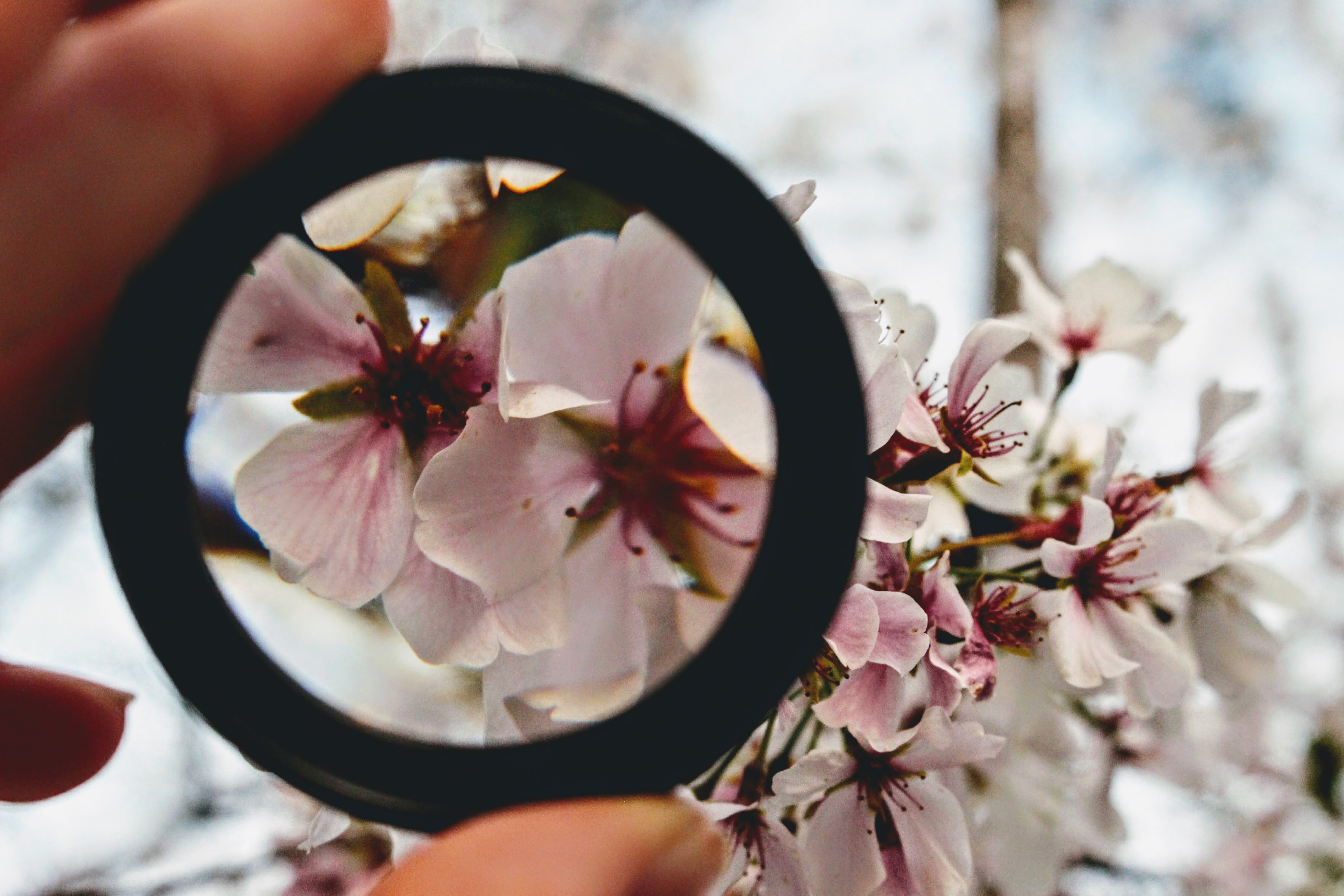 Person holding round black ring through pink petaled flowers photo
