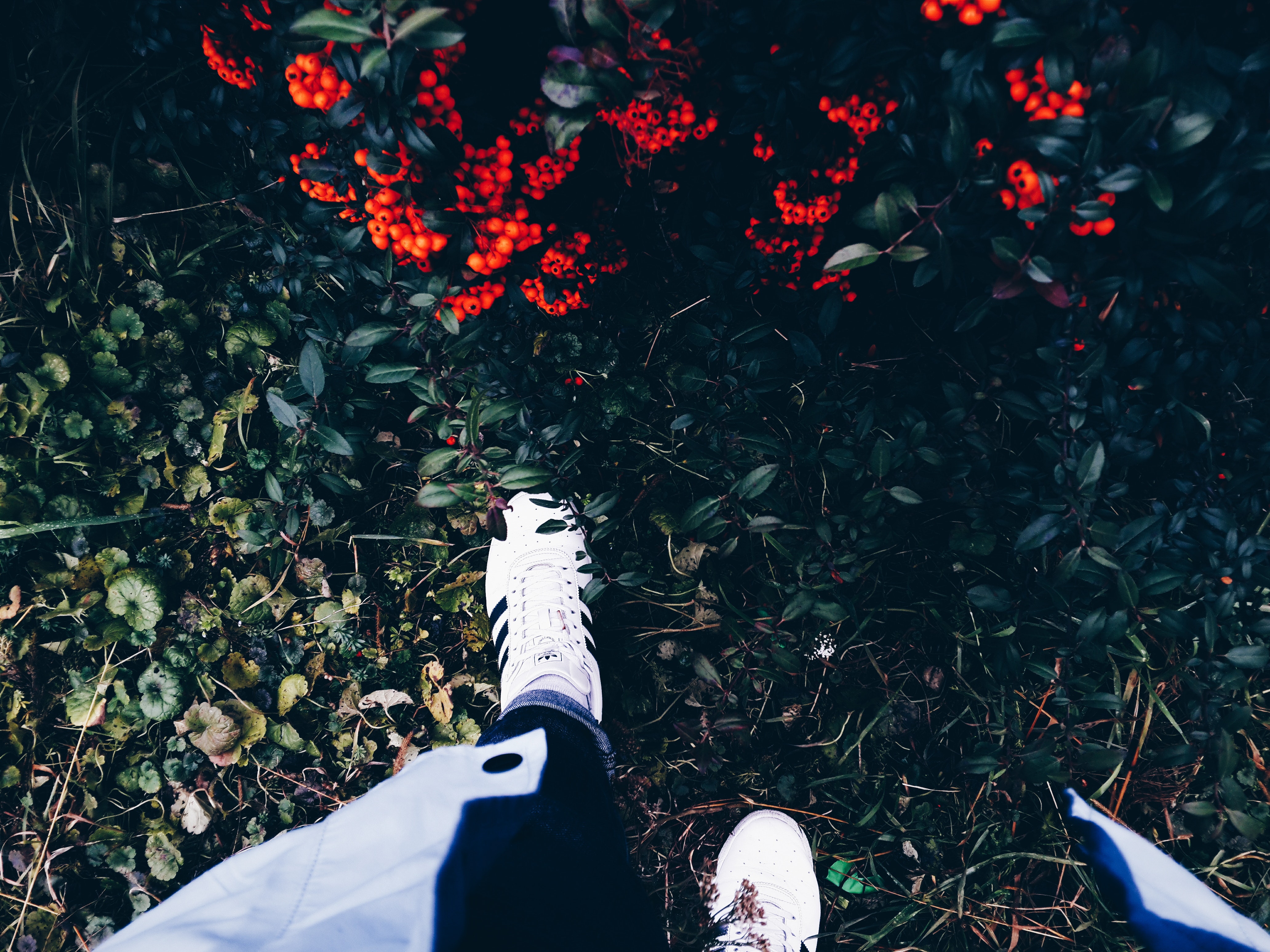 Person in white sneakers on green grass near flowering shrub photo