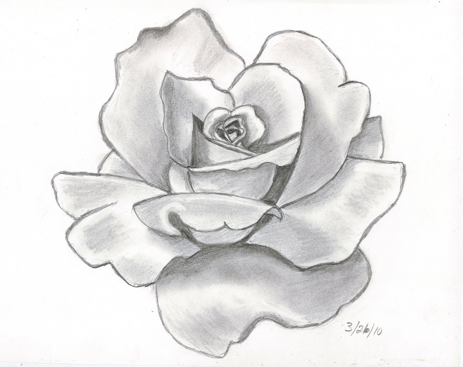 Pencil Sketches Flowers - Drawing Sketch Picture