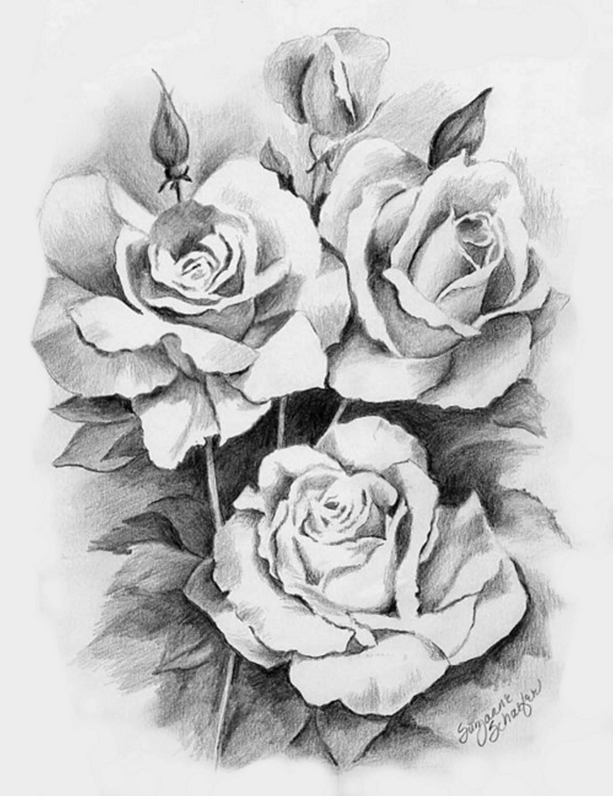 Pencil Drawing Roses | drawings | Pinterest | Draw, Rose and Sketches