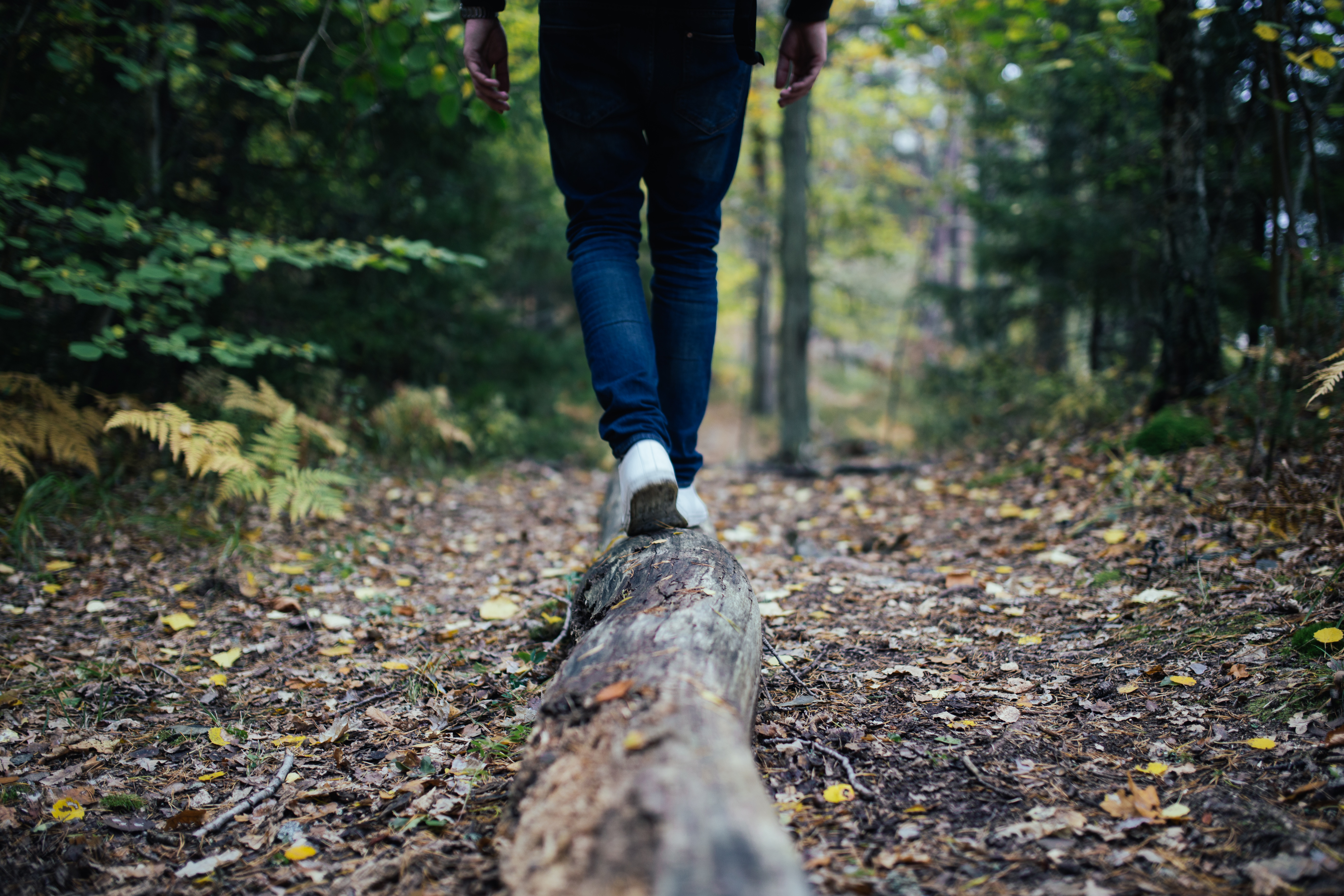 Person Walking on Log in Forest, Blue jeans, Forest, Human, Leaves, HQ Photo