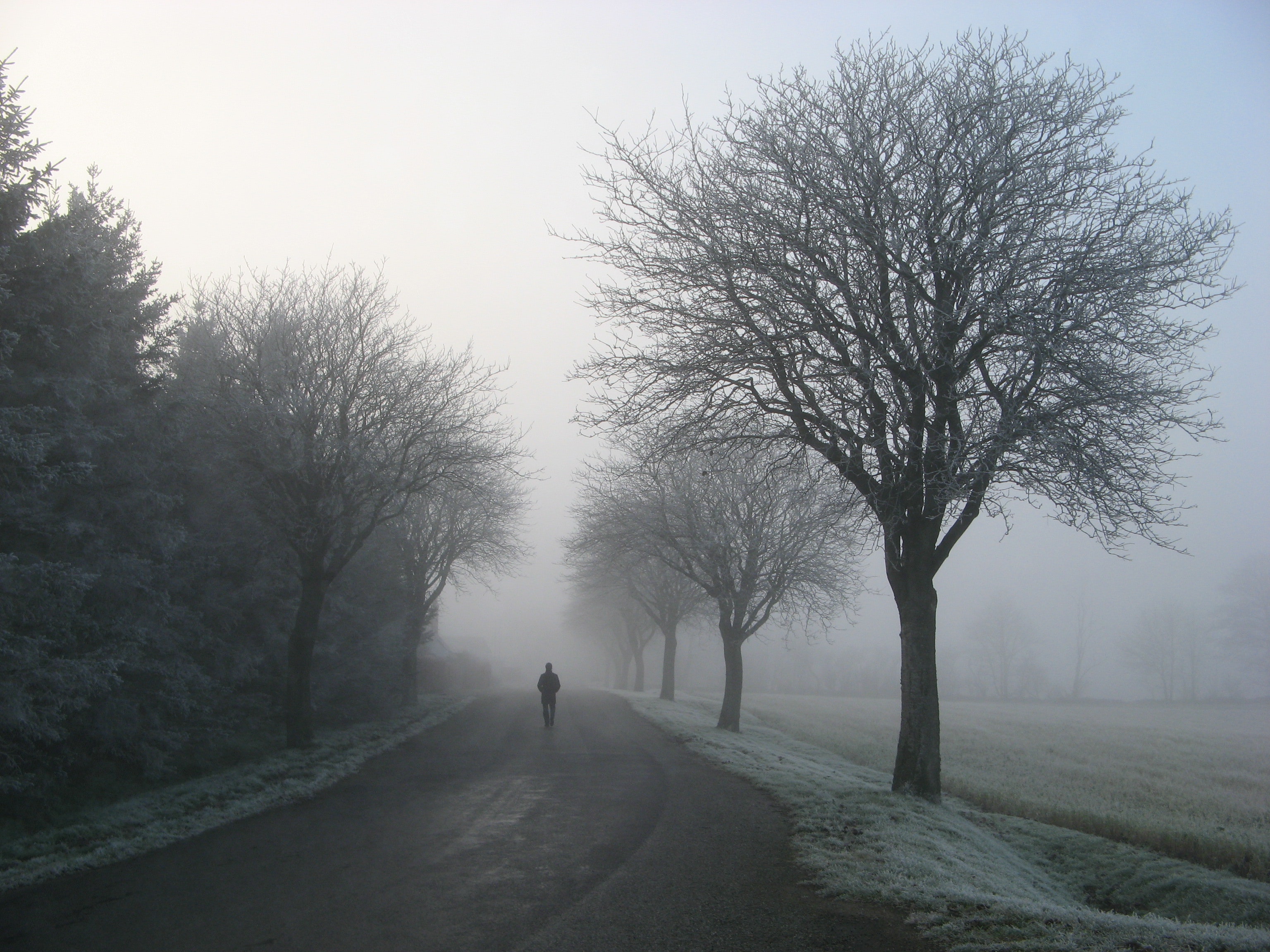 Person Walking on Road Between Trees, Alone, Peaceful, Winter, Weather, HQ Photo