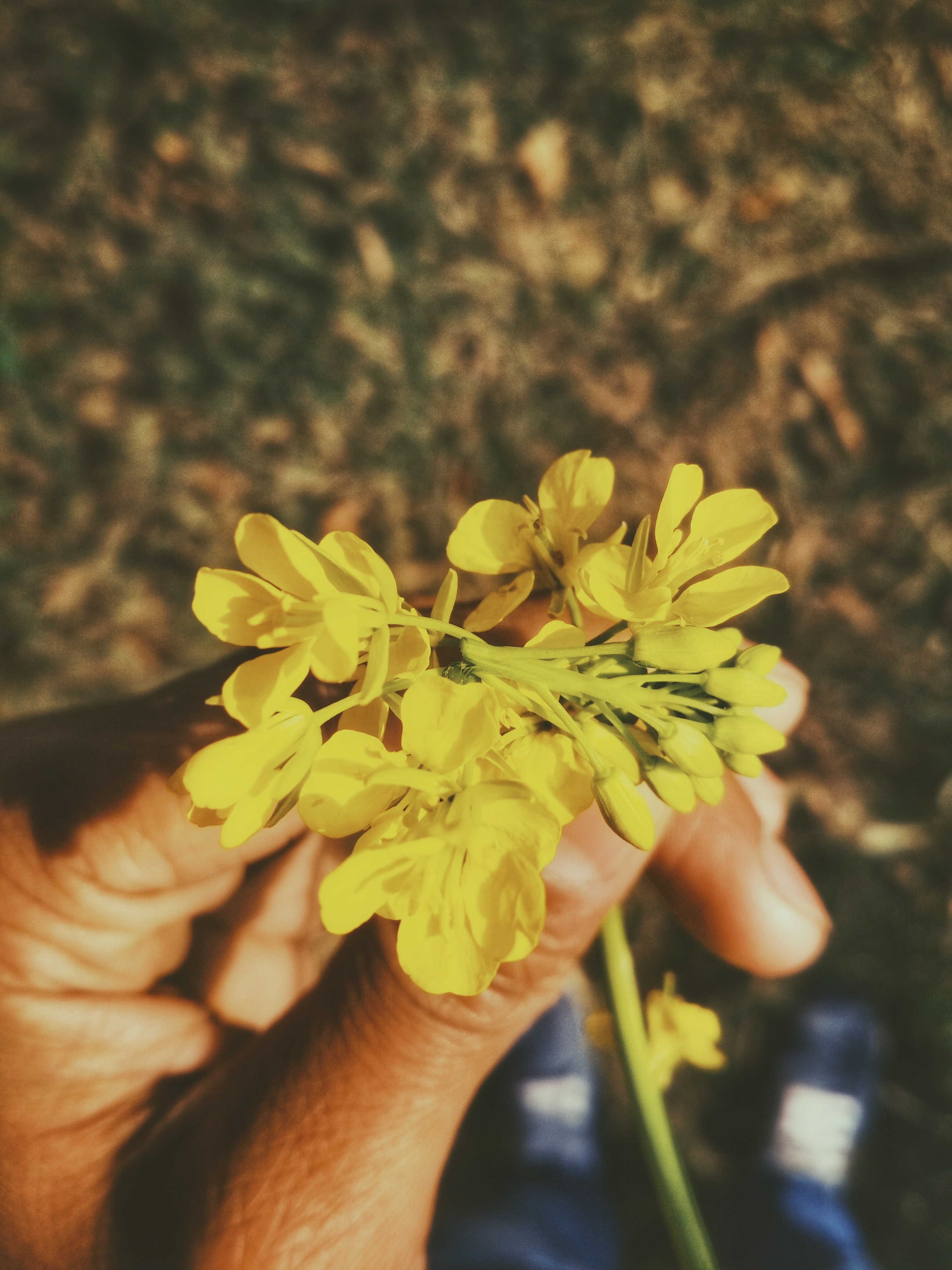 Person's left hand holding cluster petaled yellow flower photo