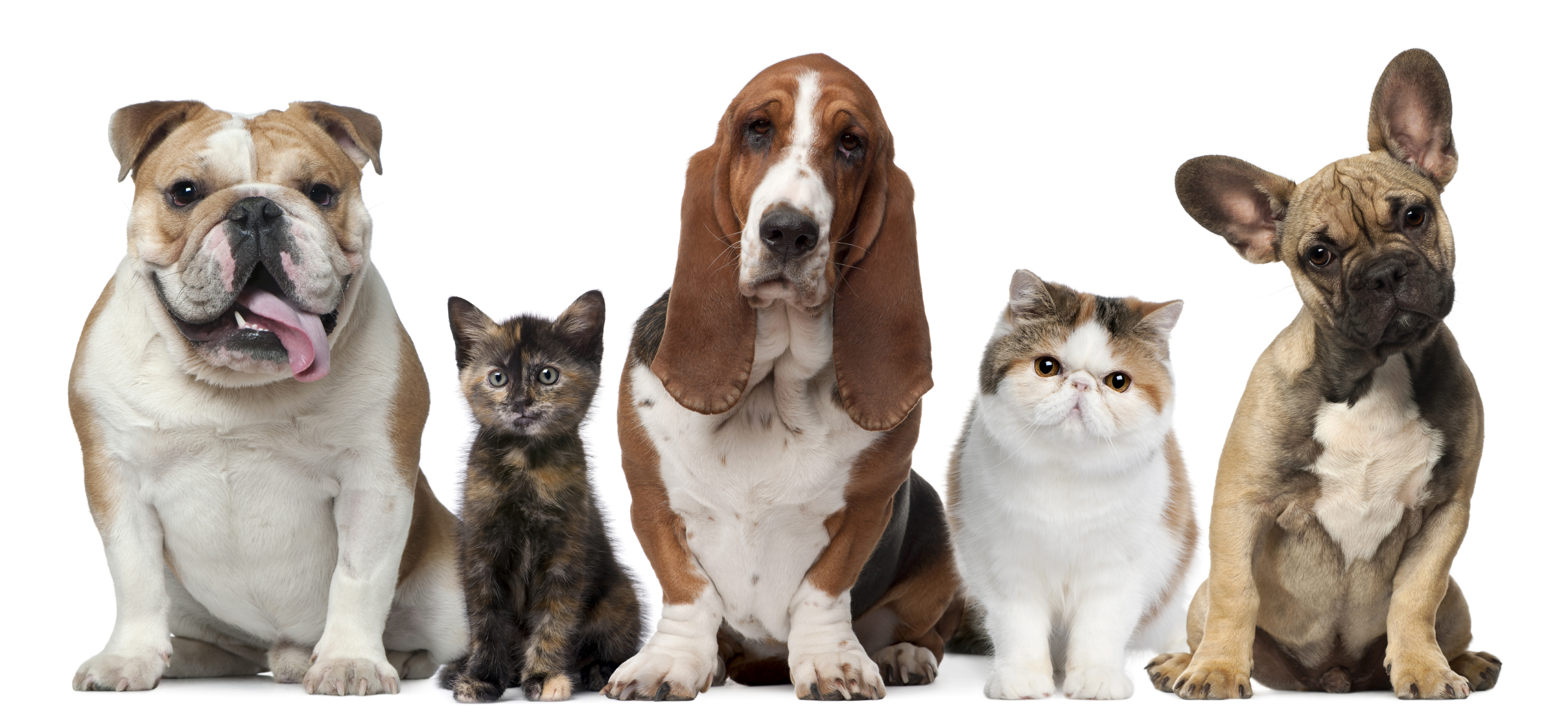 Pet Pause: Doc advises pro-active plan for parasites in your pet ...
