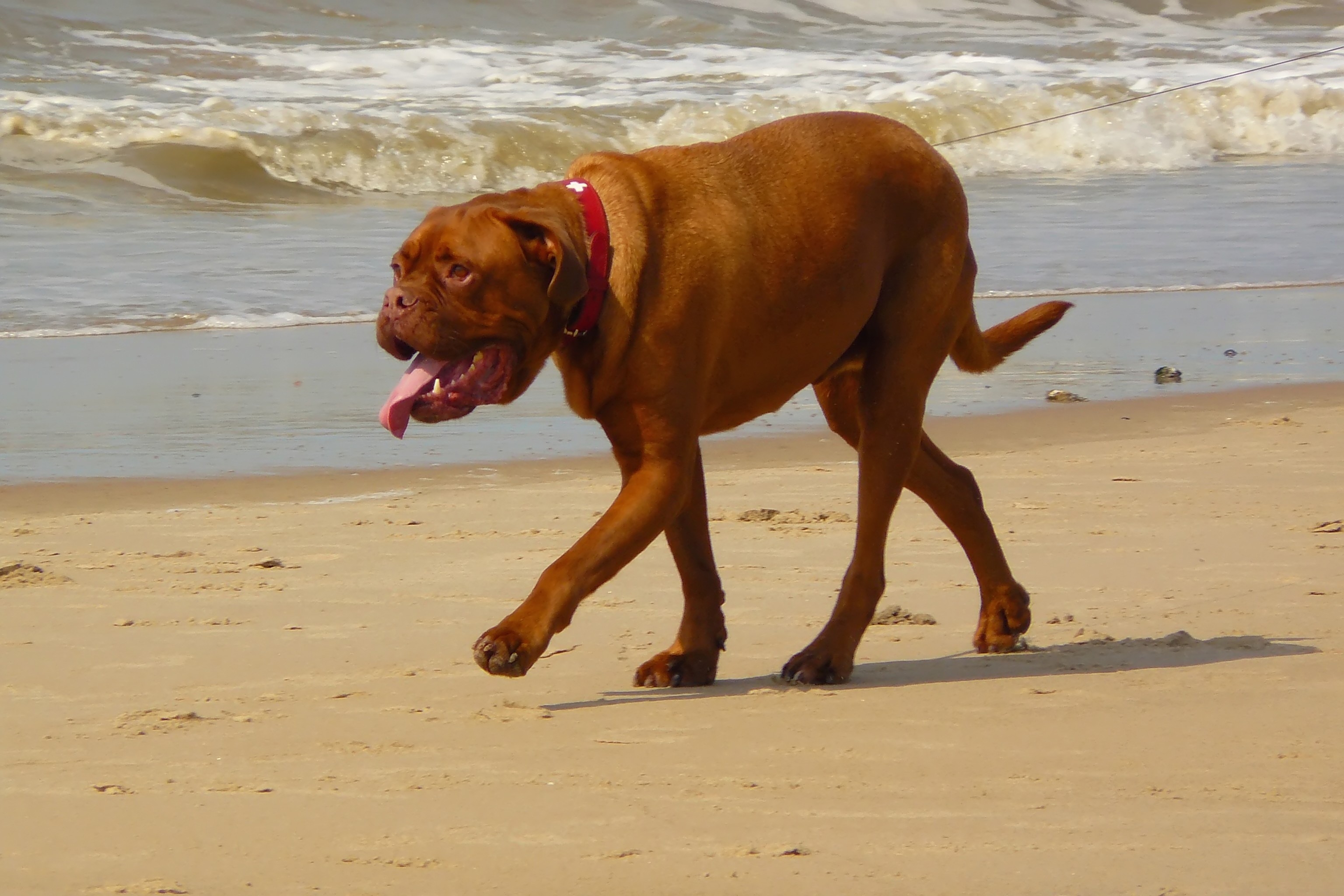 Pet, Animal, Beach, Dog, Ocean, HQ Photo