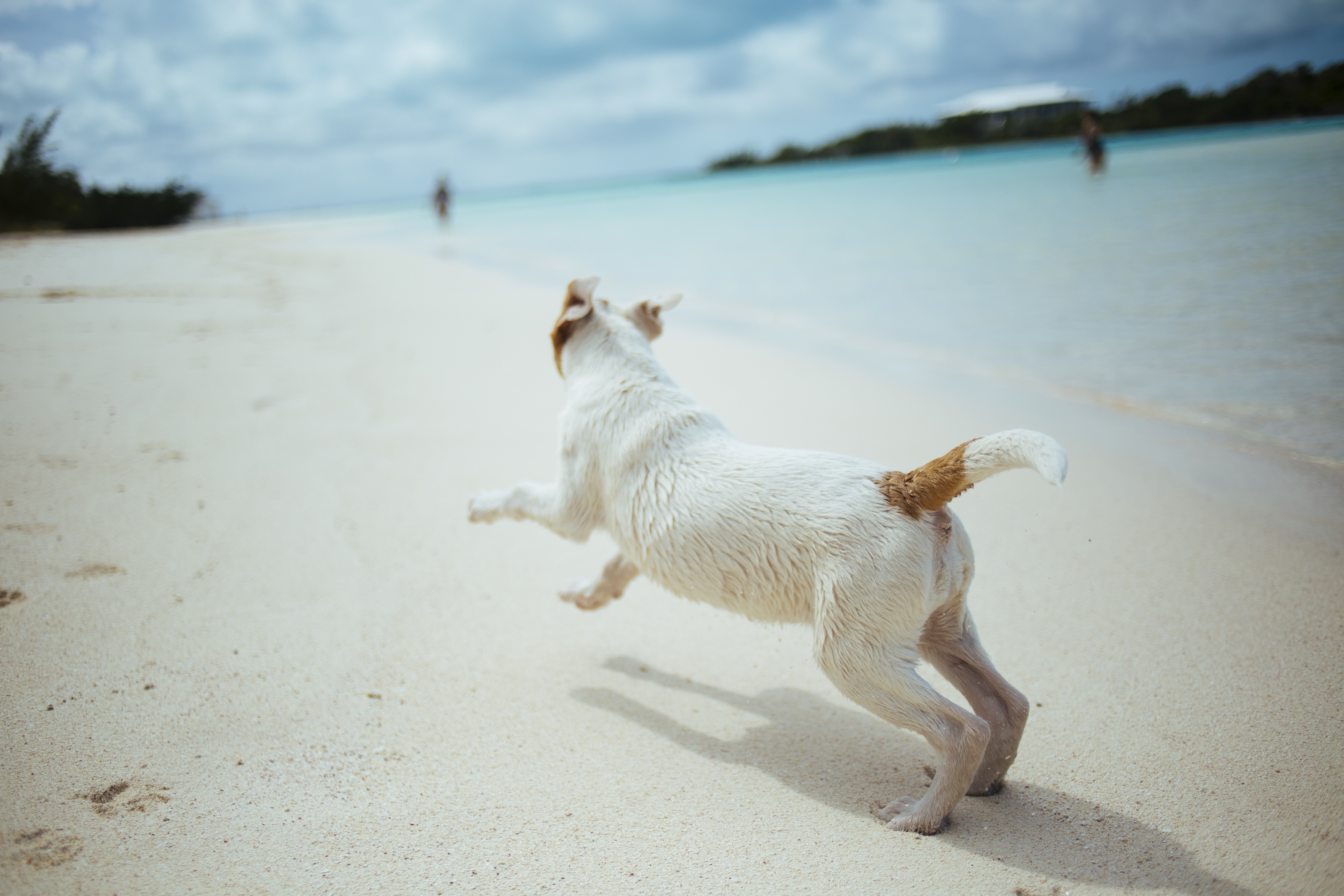 Pet, Animal, Beach, Blue, Dog, HQ Photo