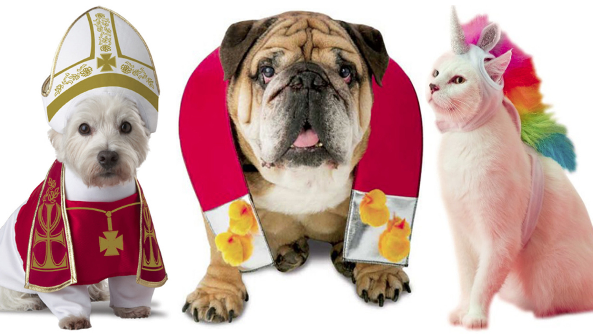 20 hilarious Halloween costumes for pets - Chicago Tribune