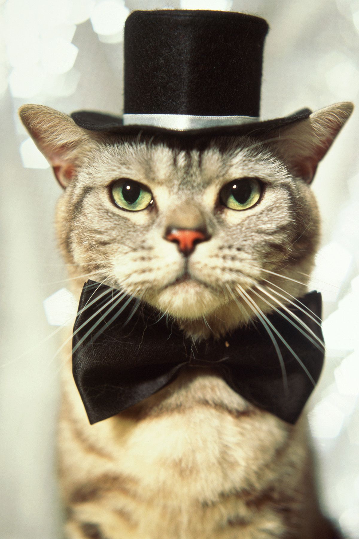 Смешные авы с котиками. Кот в шляпе. Котик в шляпе. Кот в галстуке. Кот и бабочка.