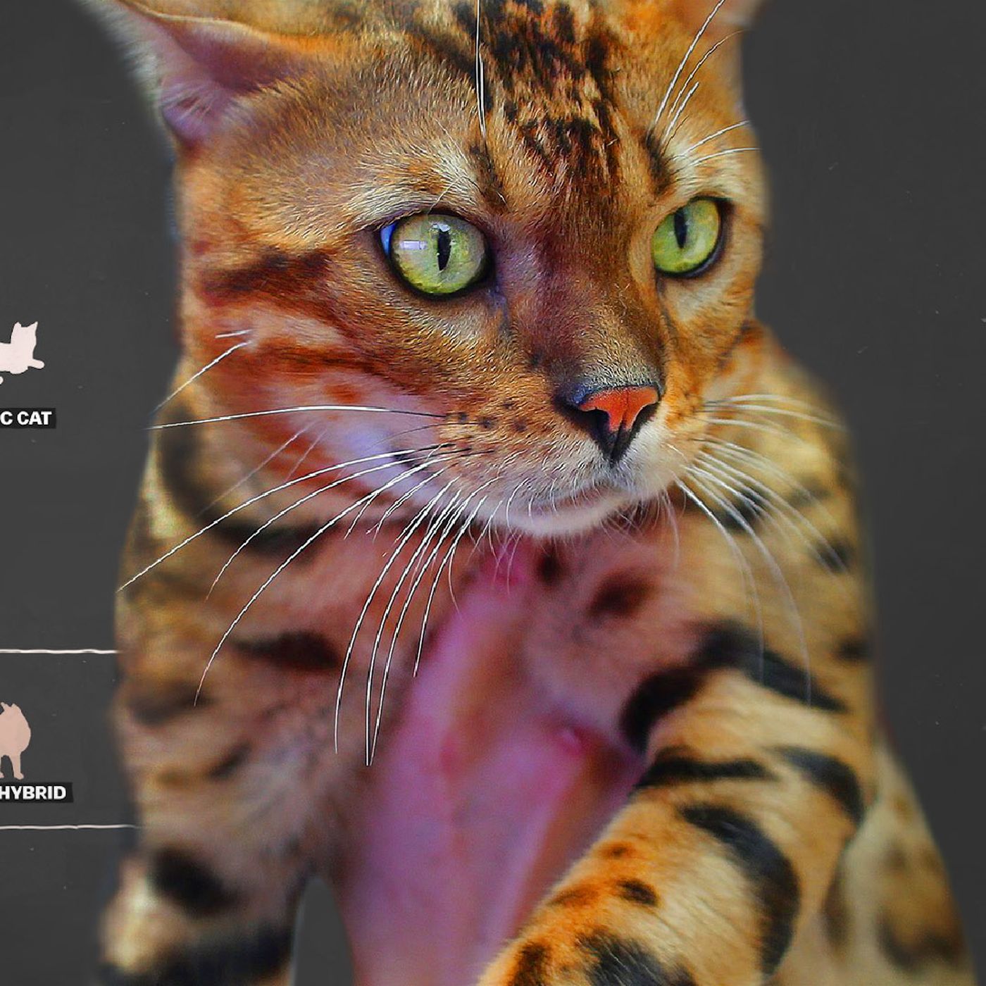 Meet the designer cats with wild blood - Vox