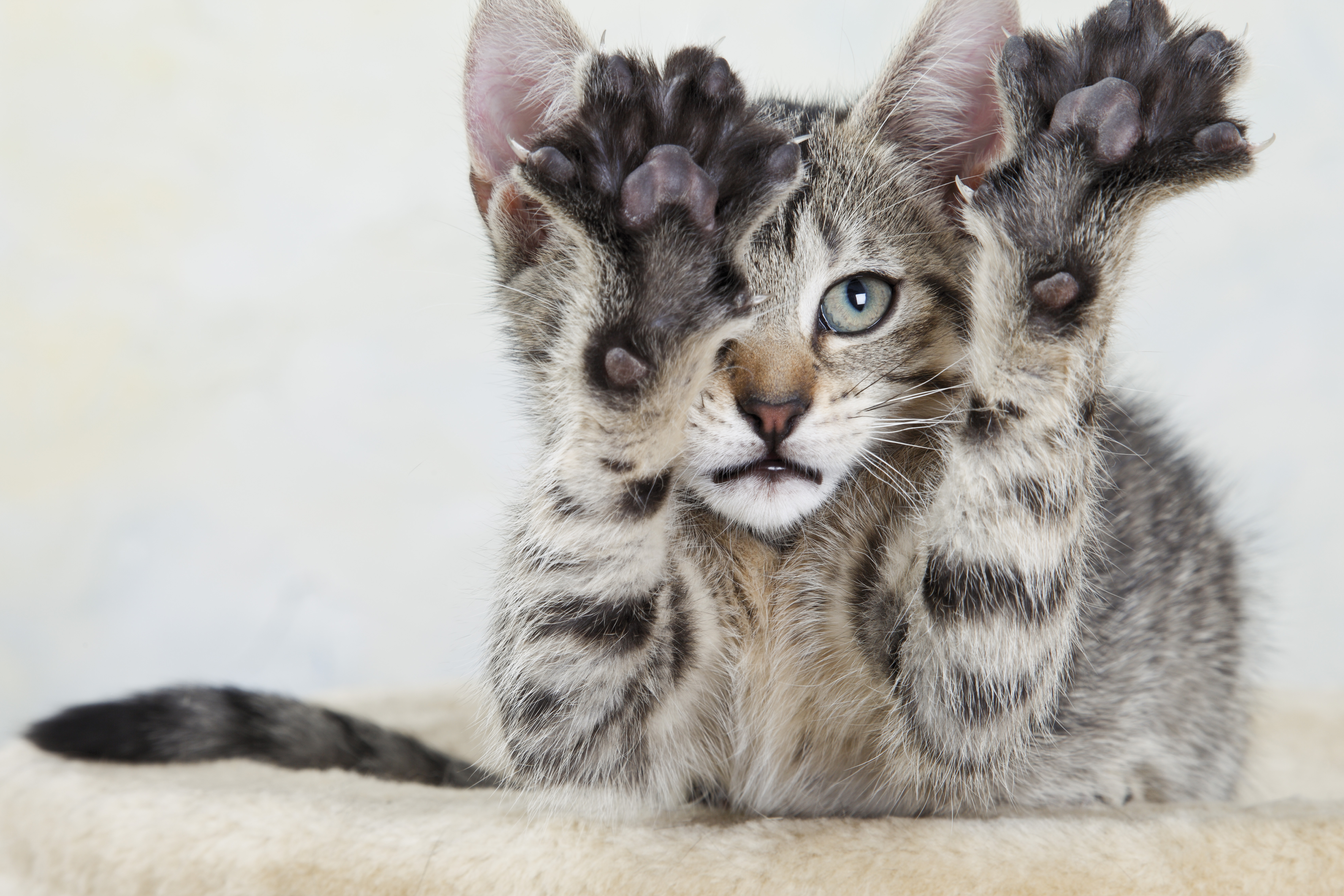 It's Now Illegal to Declaw a Cat in Denver | Fortune