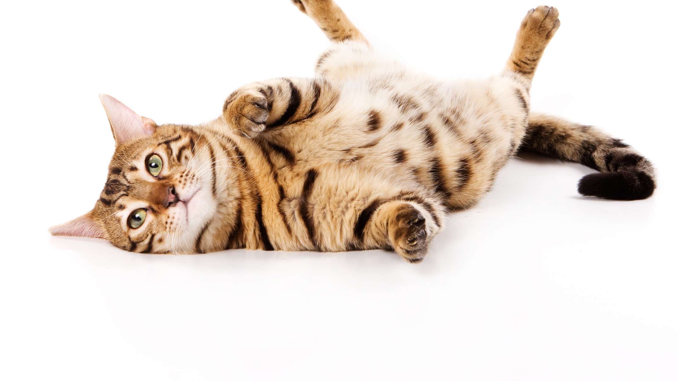 8 Cat Breeds with Wild Roots | Mental Floss
