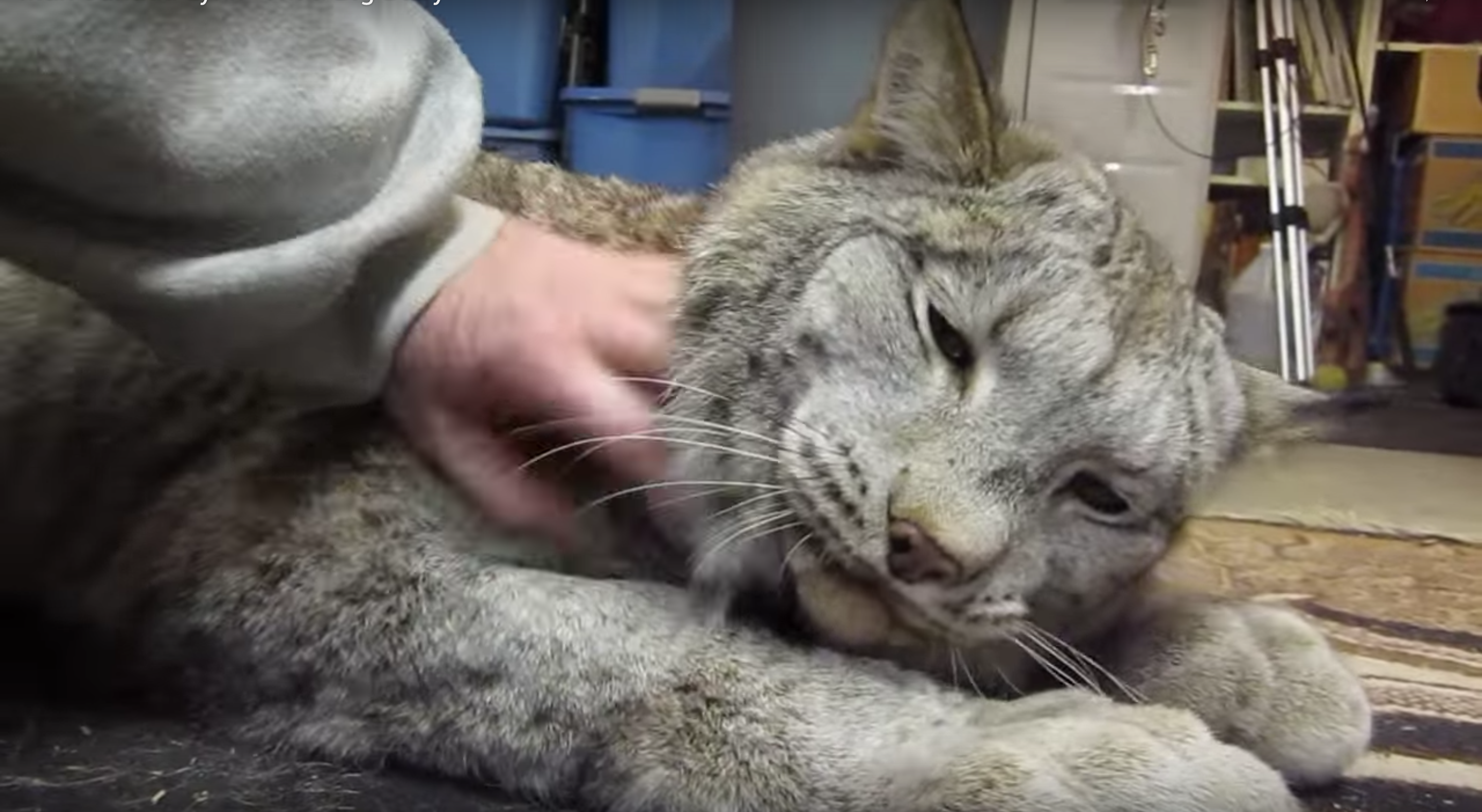 This Canadian Lynx Is Twice The Size Of A Cat. Now Watch His ...