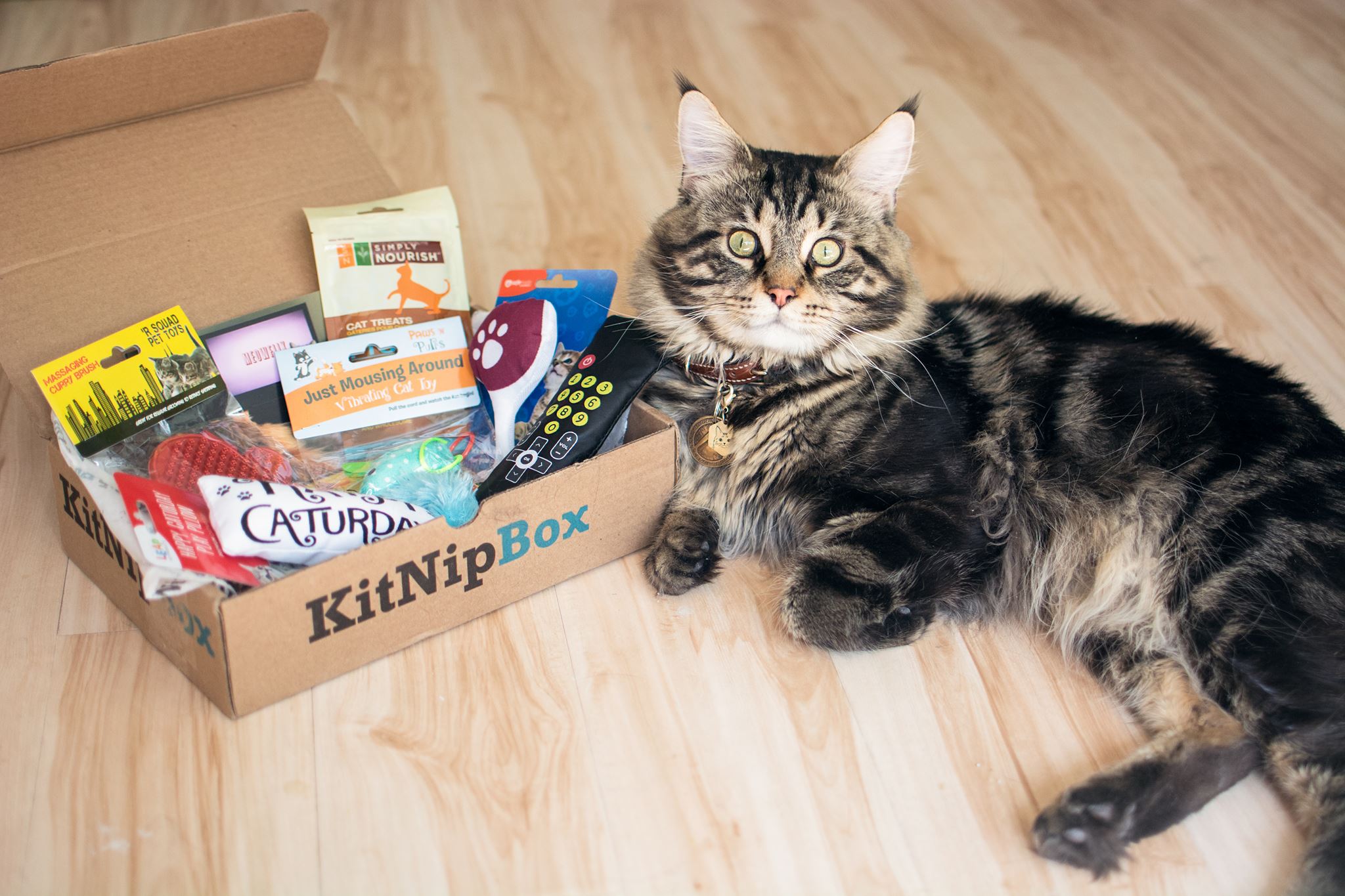 10 Best Monthly Cat Subscription Boxes - Urban Tastebud