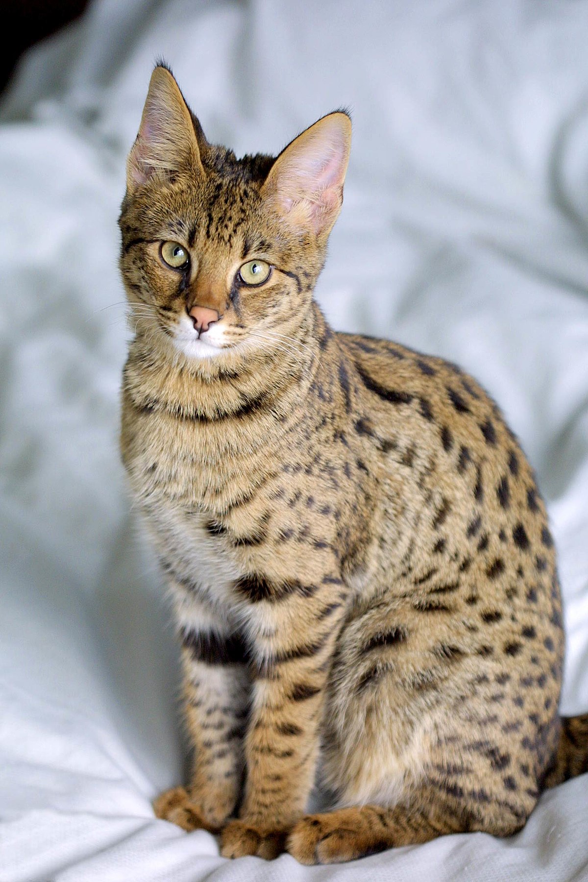 Savannah cat - Wikipedia