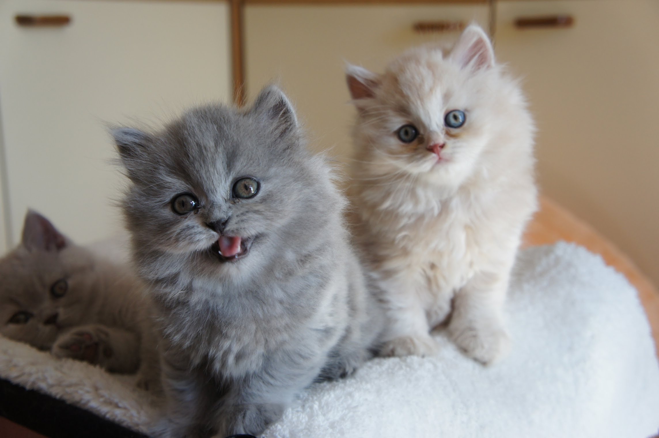 Most popular pet cat breeds in the world - Treksblog.com