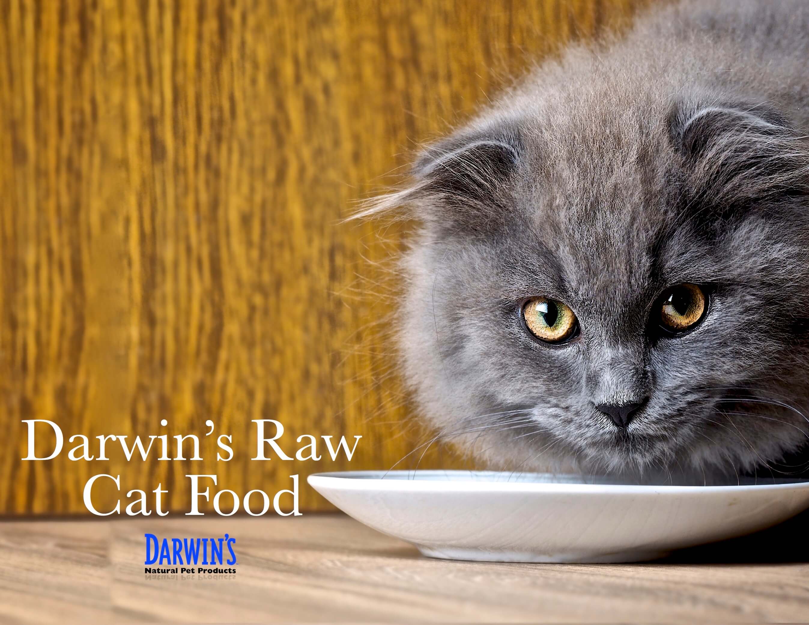 Raw Cat Food - Darwin's Pet Food