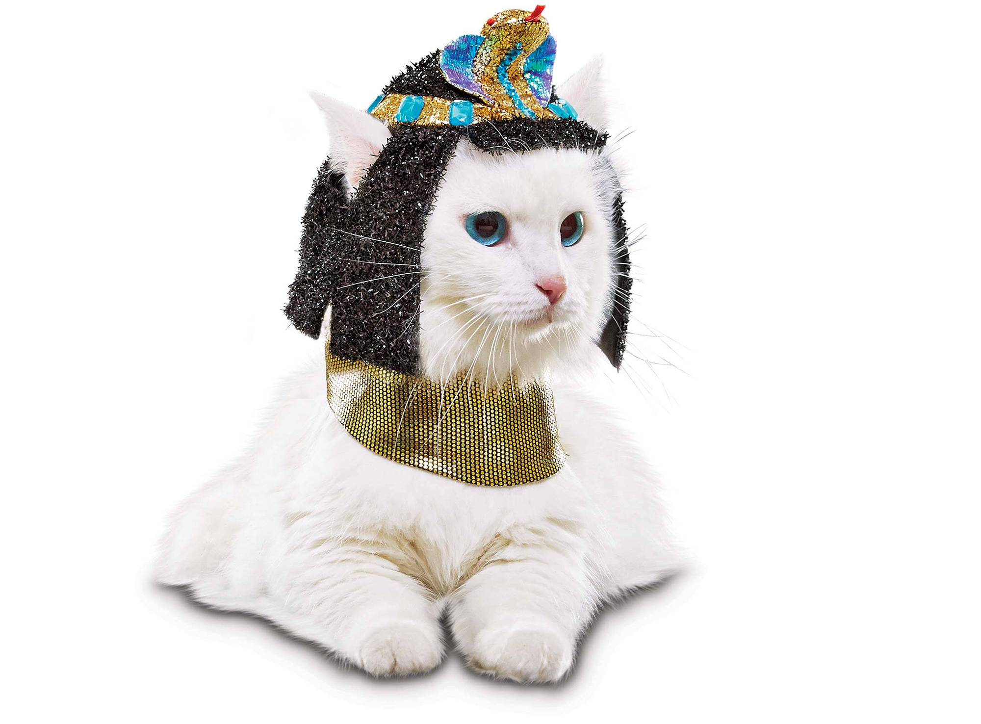 Funny Halloween Costumes for Cats | PEOPLE.com