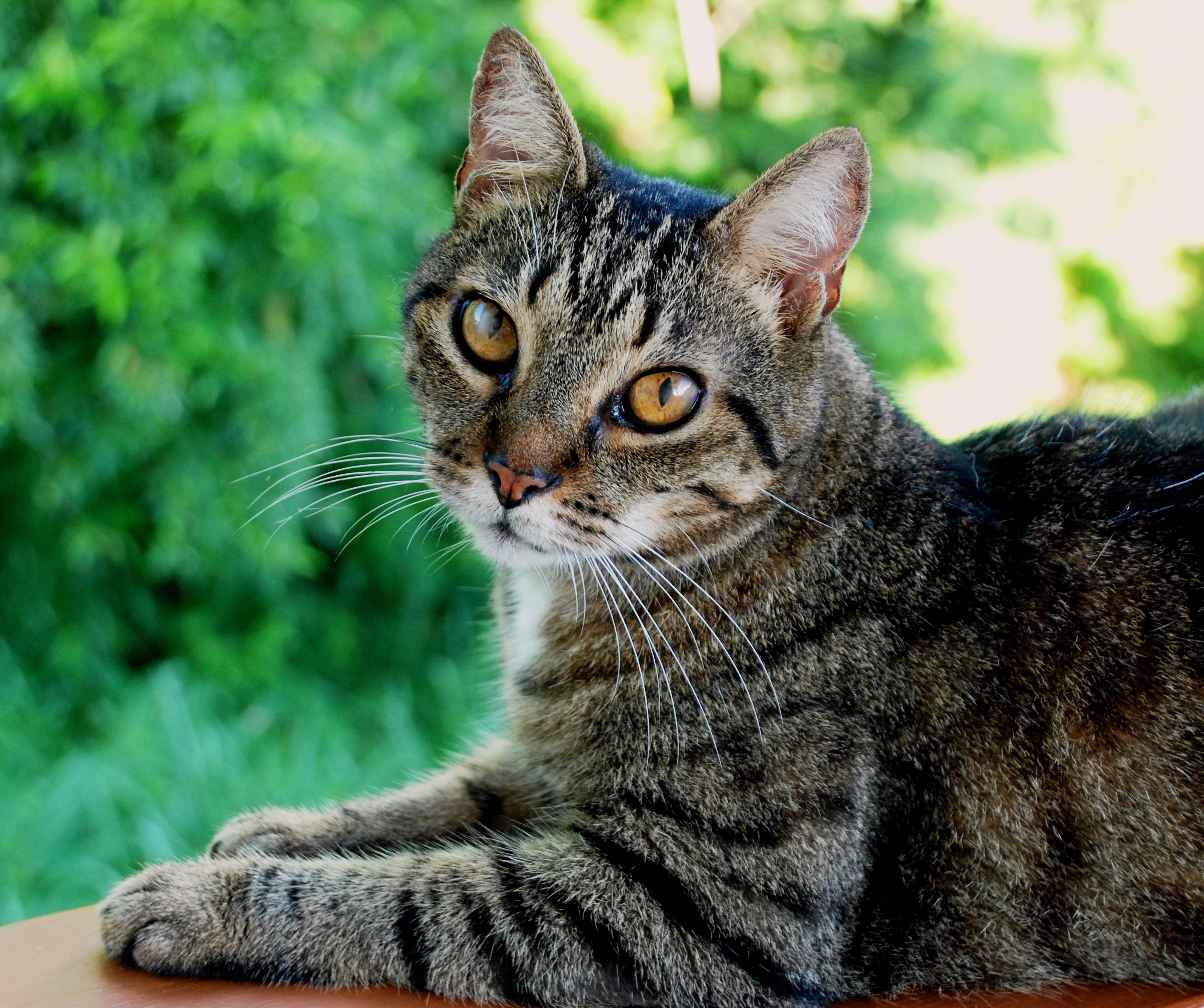 The Incredible Life of Tia-pet, the Dominican Wonder-Cat « Ti Domnik ...