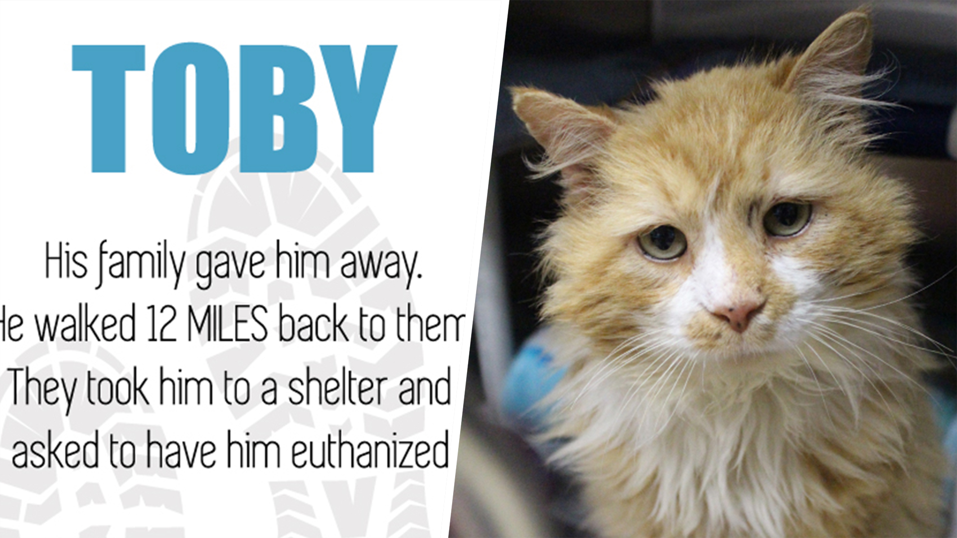 Cat walked 12 miles to get to family who tried to euthanize him