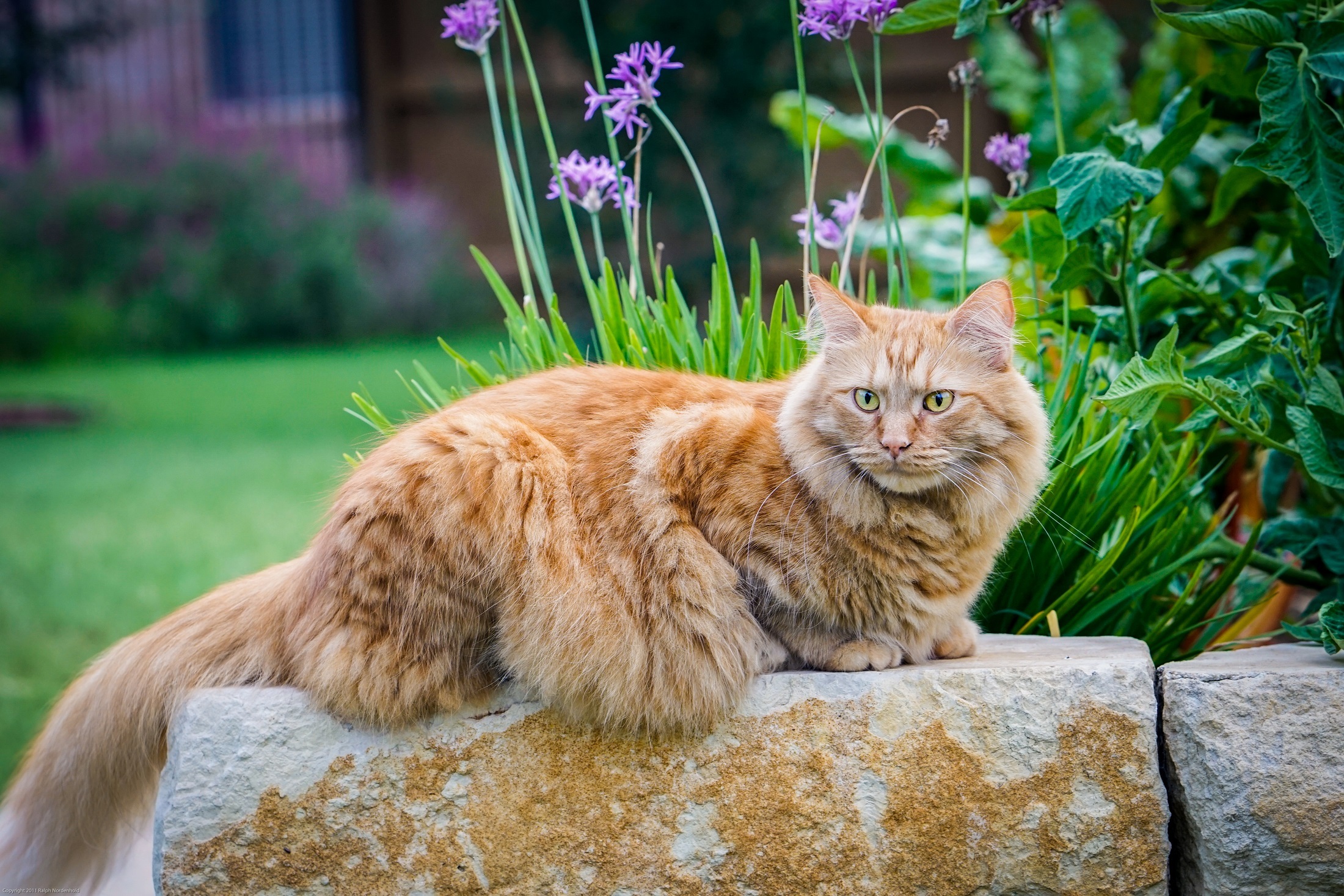 Крупно фото кошек. Европейская длинношерстная кошка рыжая. Мейн-кун. Европейский длинношерстный кот рыжий. Сибирский Мейн кун рыжий.